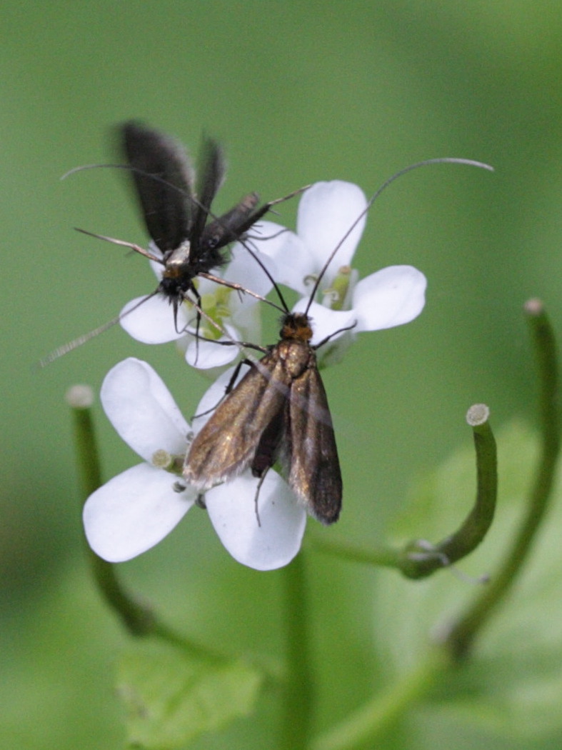 cauchas_rufimitrella1bd