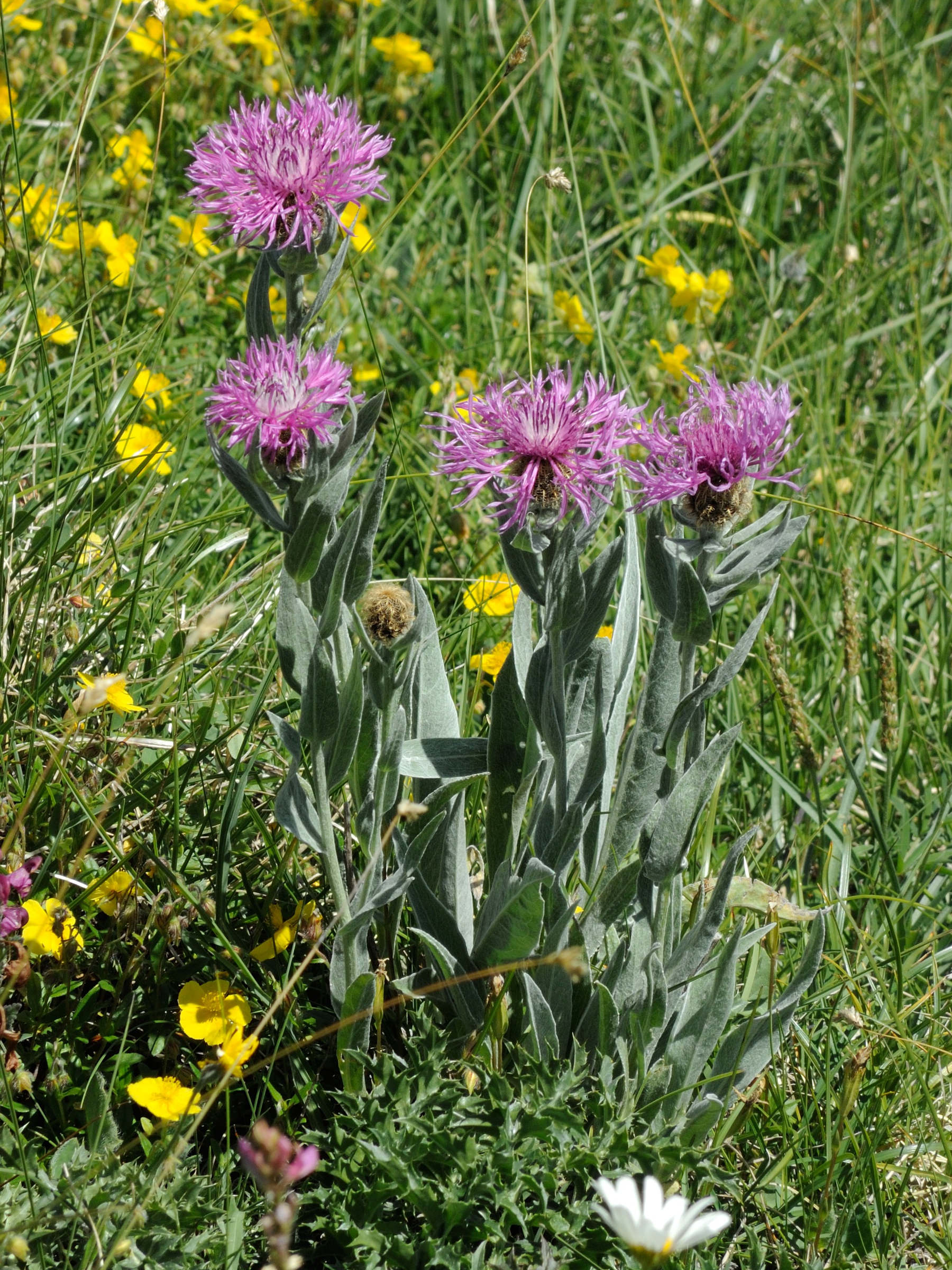 Afficher le média Centaurea_uniflora Centaurea_uniflora