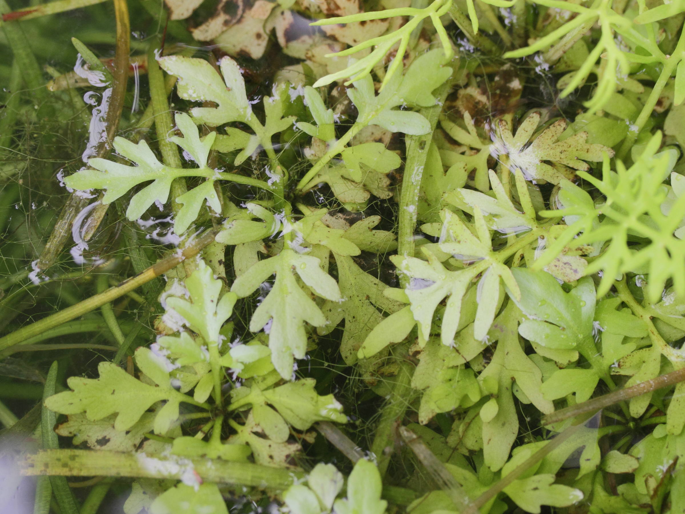 ceratopteris_thalictroides2md