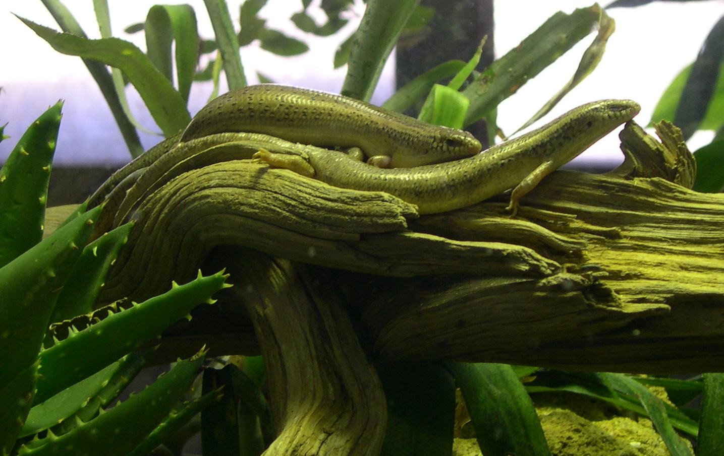 chalcides_ocellatus1md