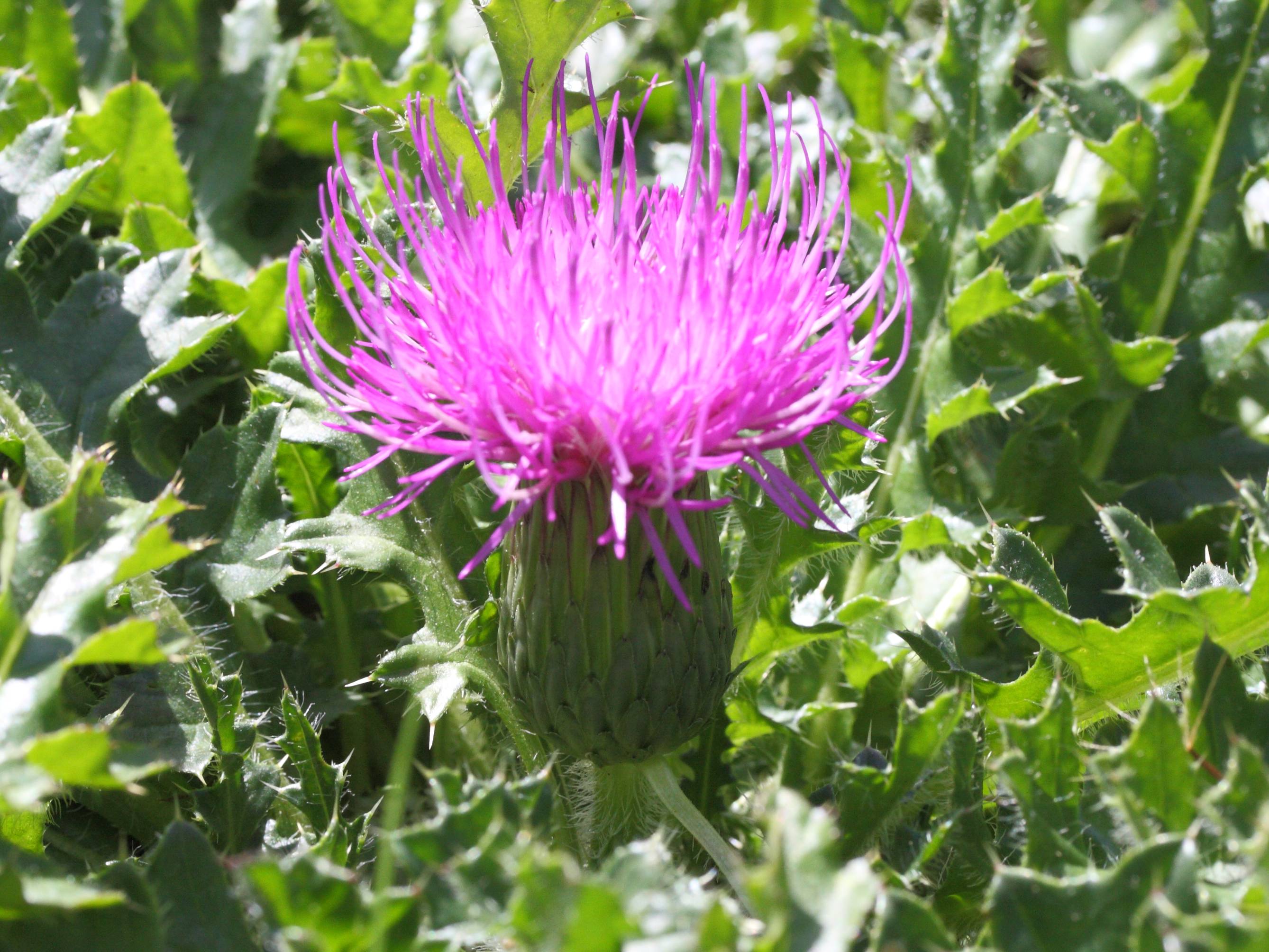 Afficher le média cirsium_acaulon2md cirsium_acaulon2md