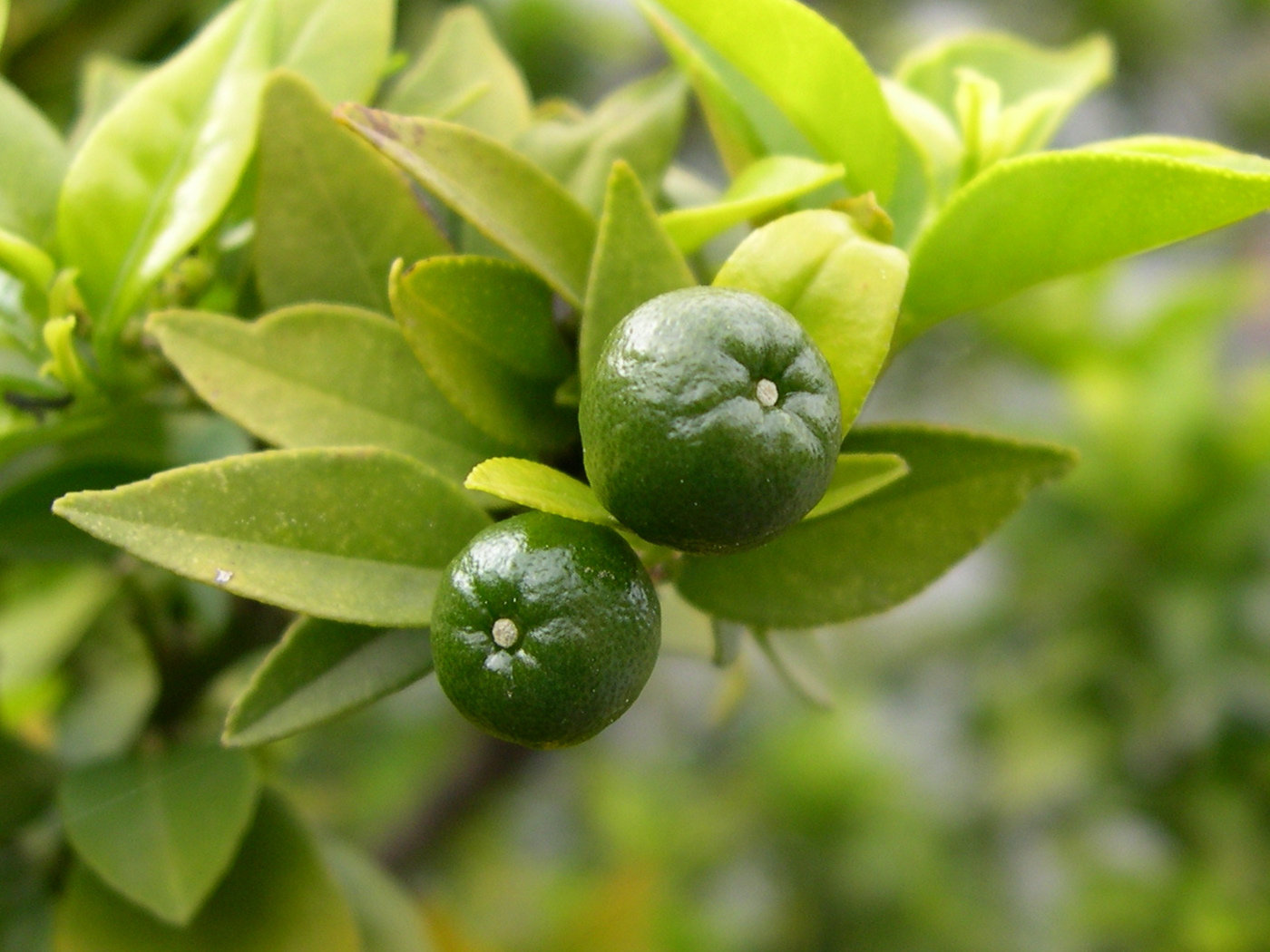 Afficher le média citrus_aurantium_myrtifolia3md citrus_aurantium_myrtifolia3md