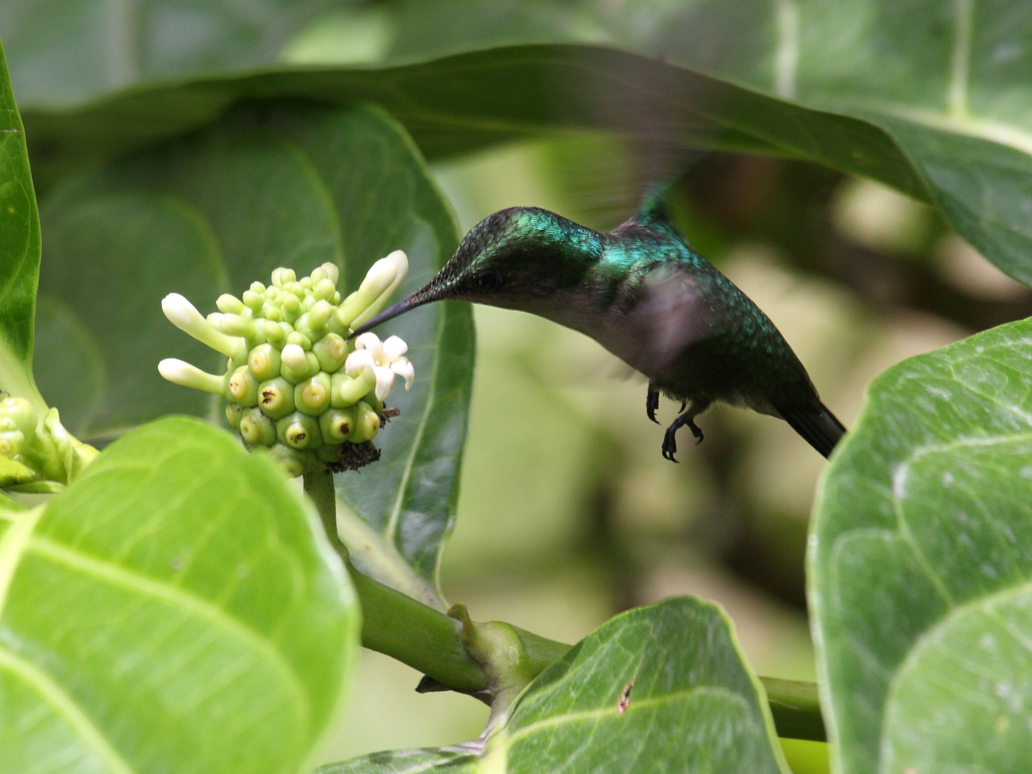 colibri_huppe_-_orthorhyncus_cristatus4sd