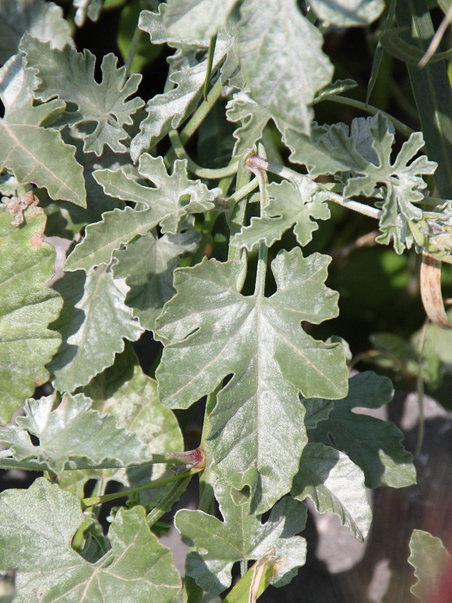 Convolvulus_althaeoides