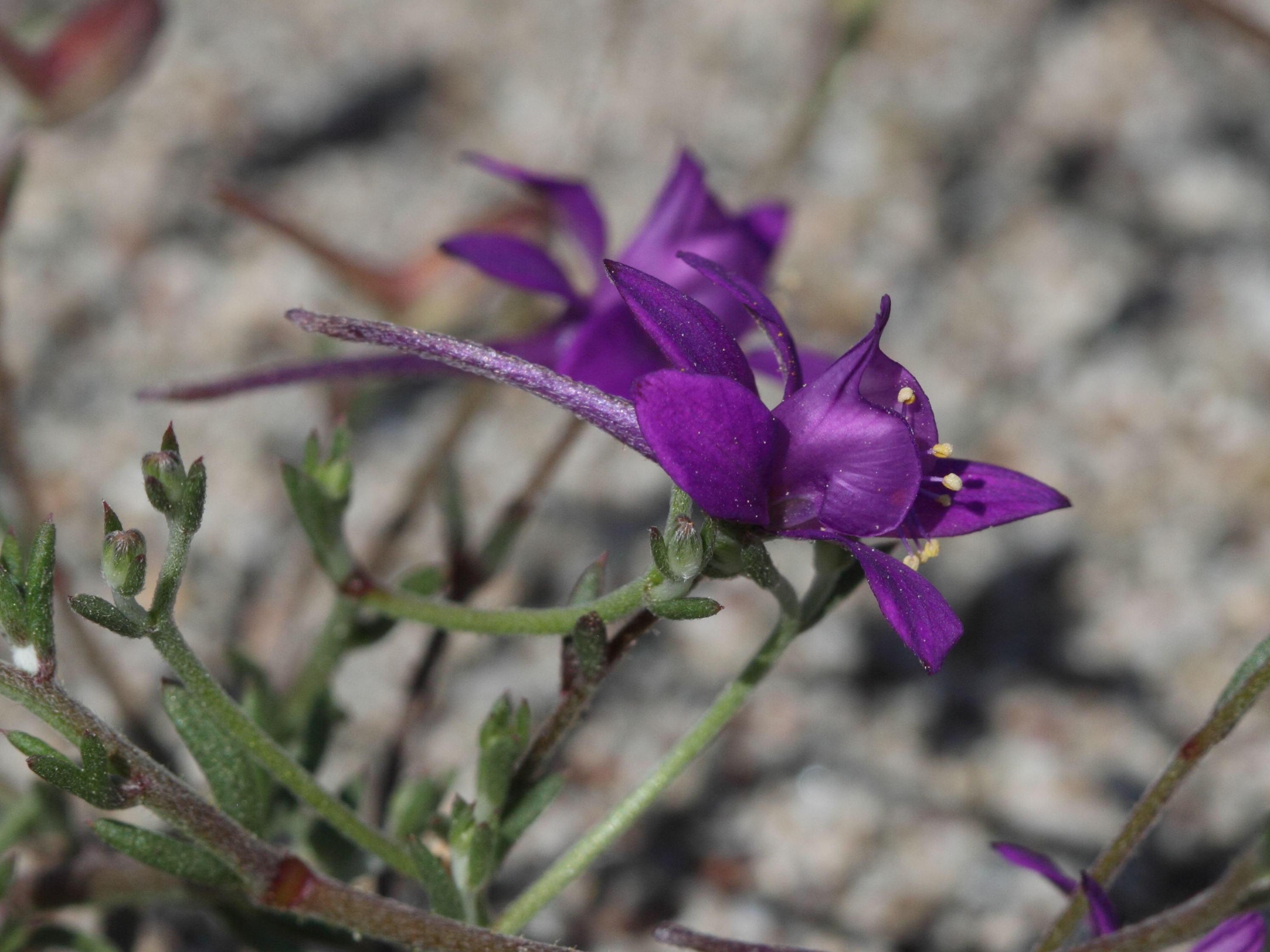 Delphinium_arenaria