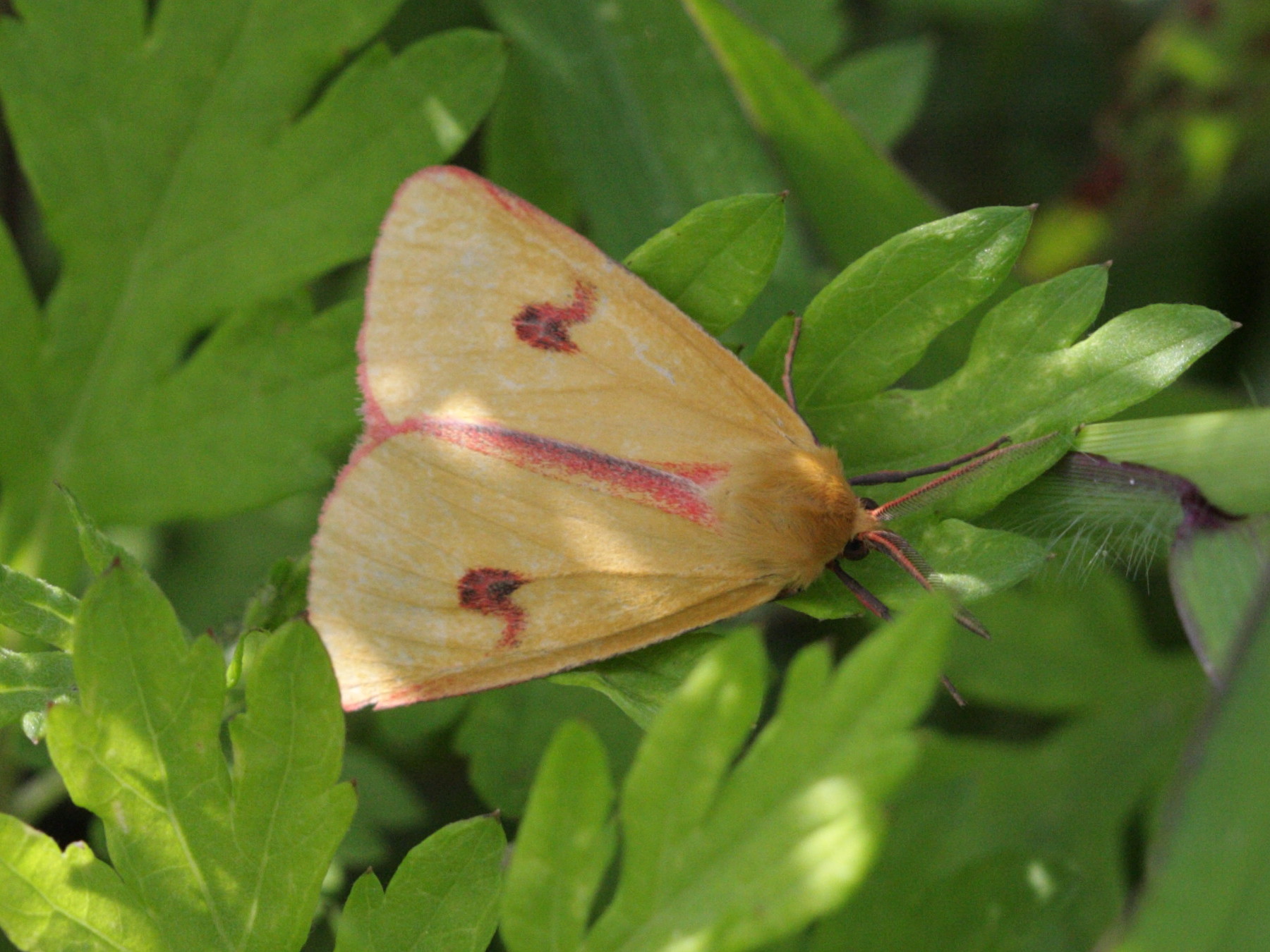 Afficher le média diacrisia_sannio2bd diacrisia_sannio2bd