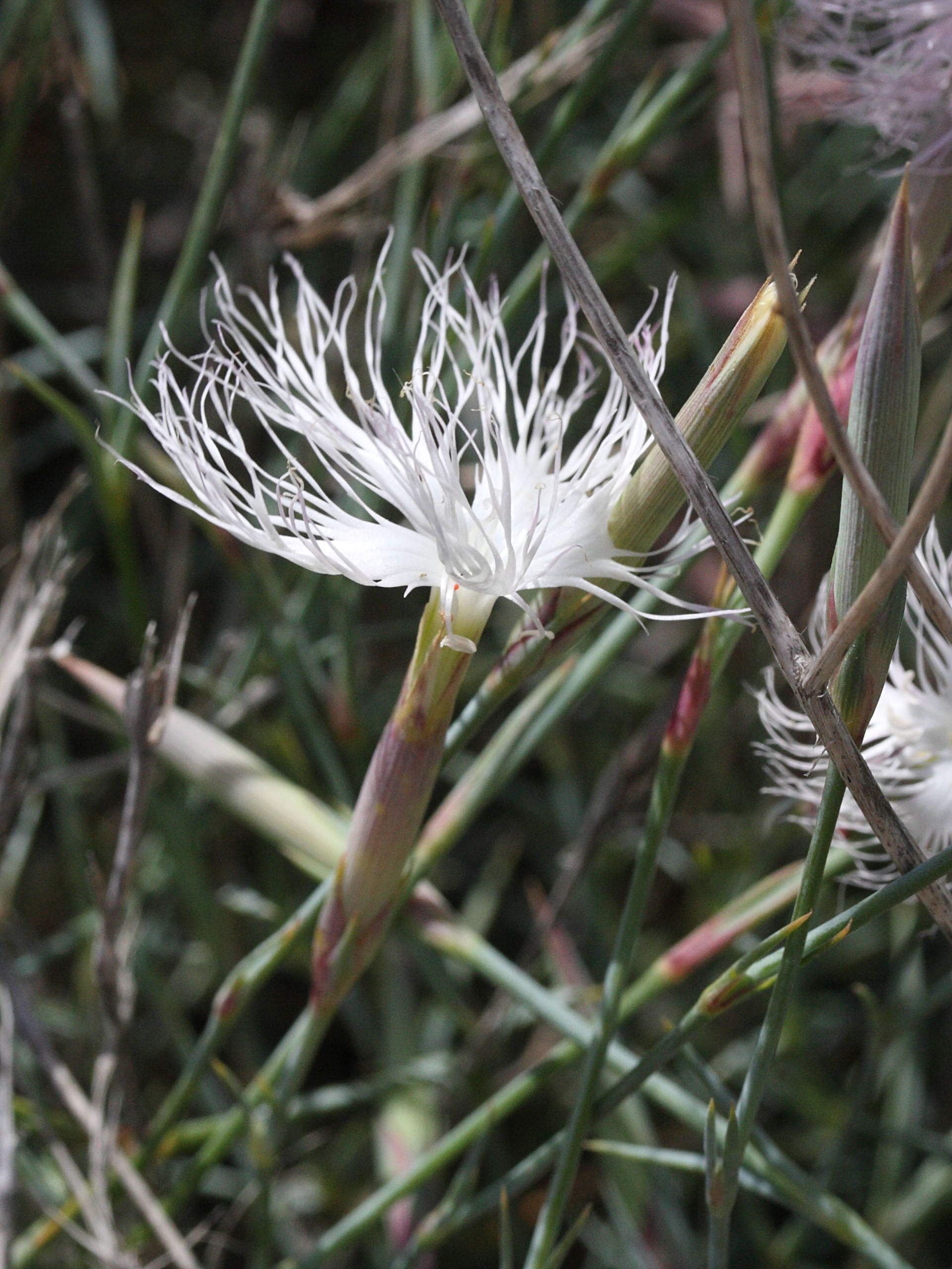 dianthus_crinitus2md