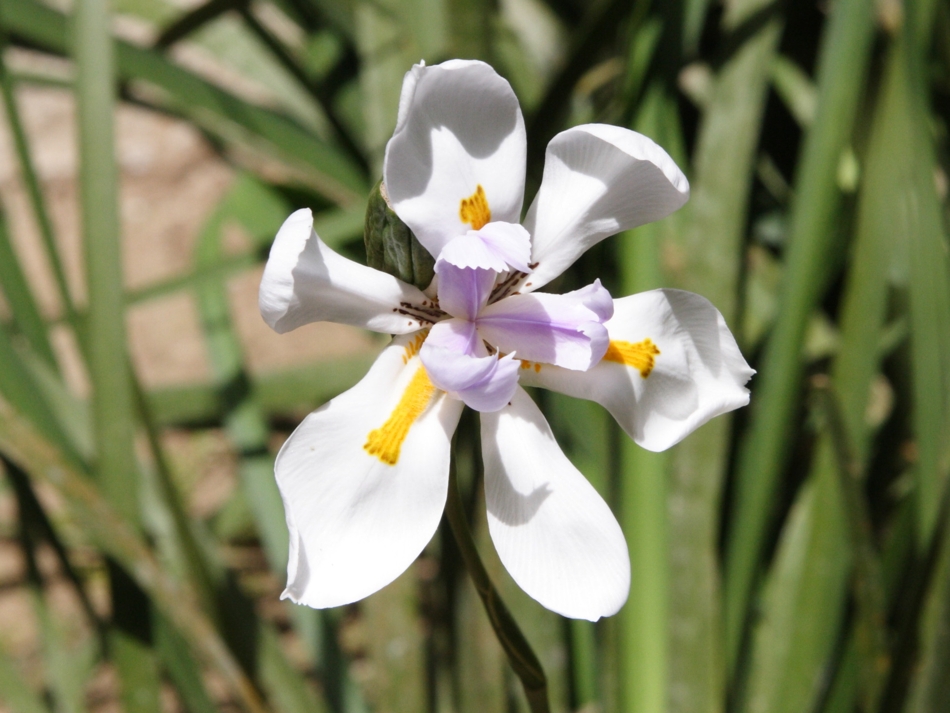 Dietes_grandiflora
