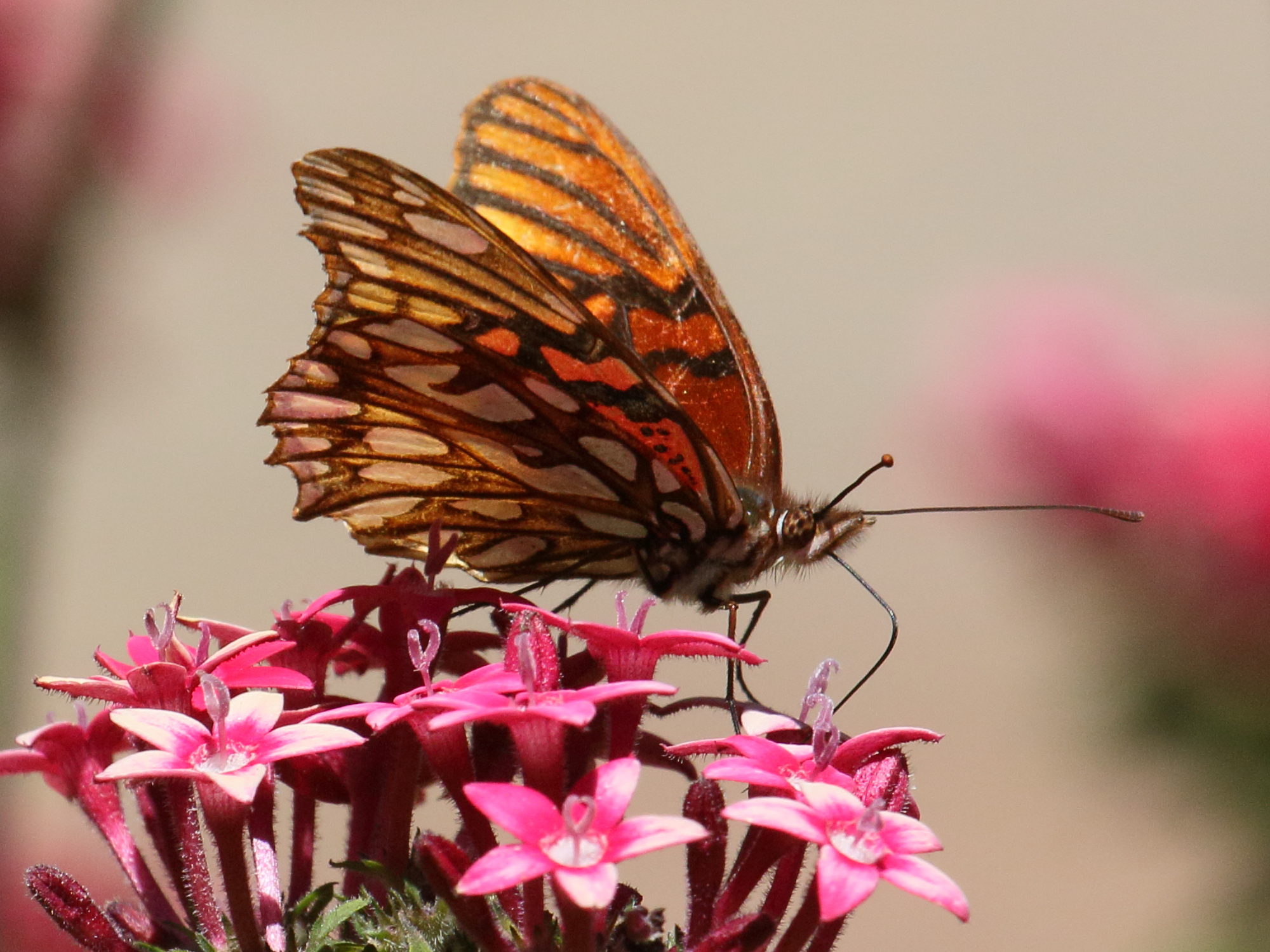 Afficher le média dione_moneta_poeyii2bd dione_moneta_poeyii2bd