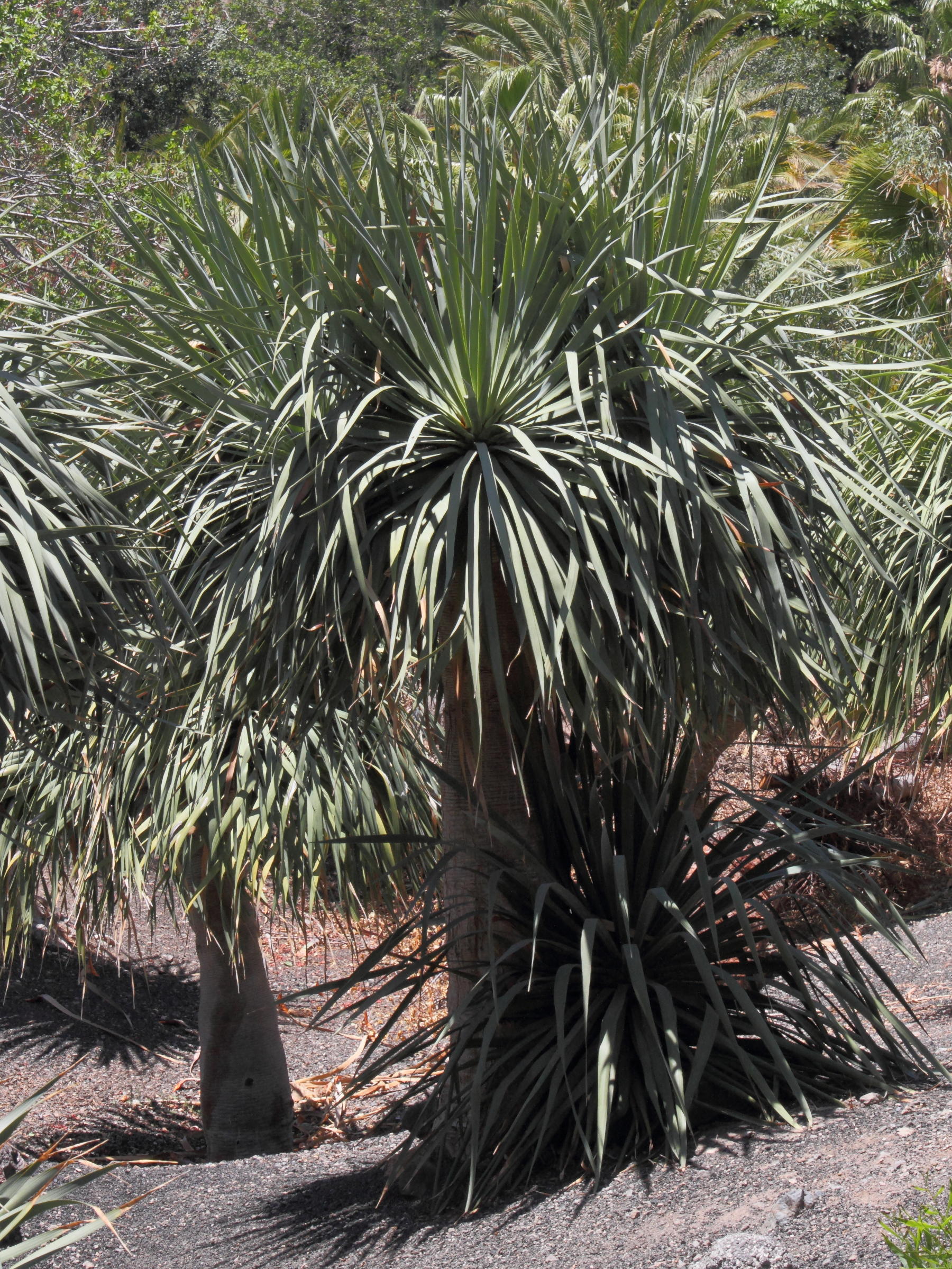 Afficher le média dracaena_draco5md dracaena_draco5md