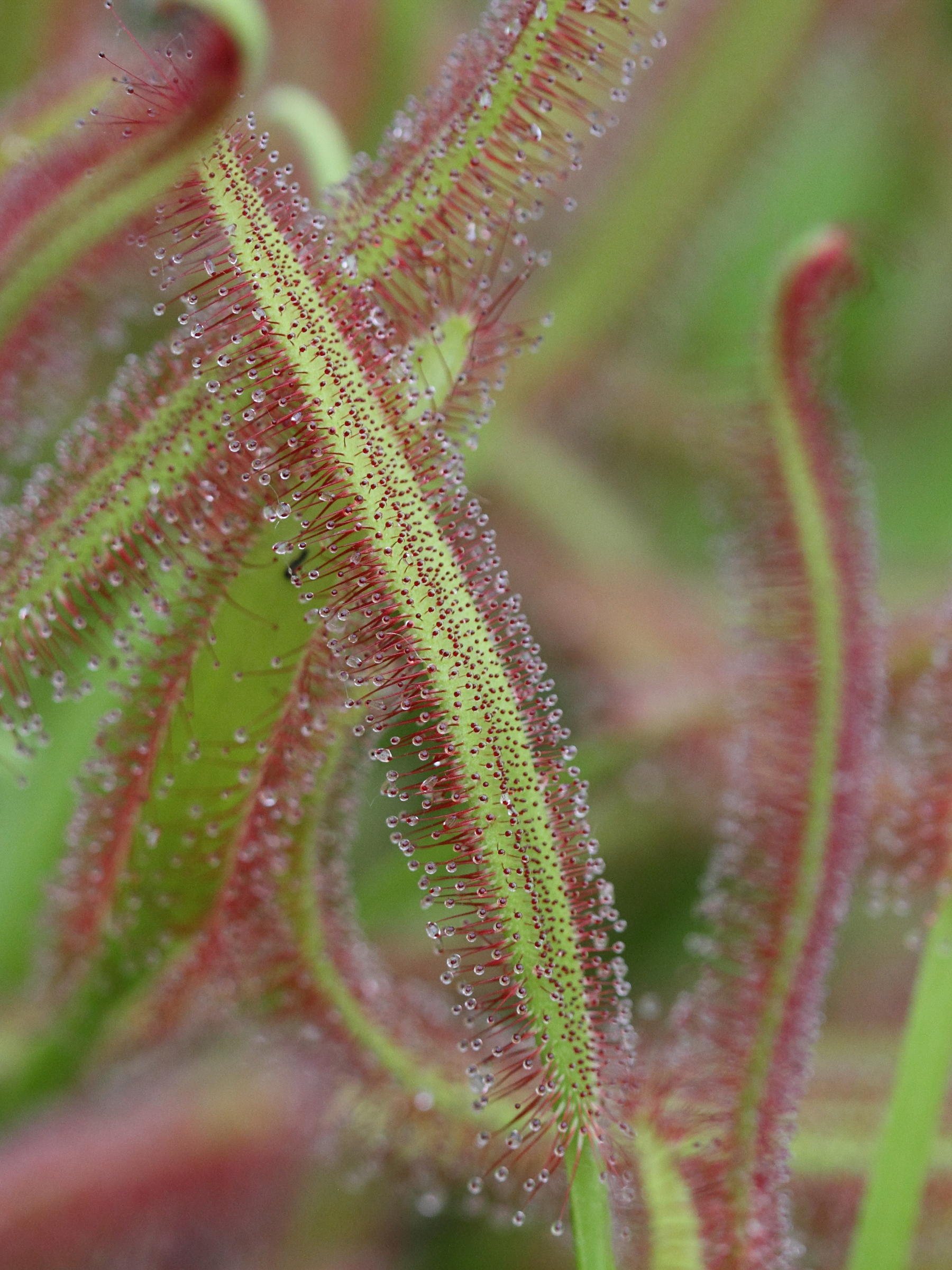 Afficher le média drosera_capensis3bd drosera_capensis3bd