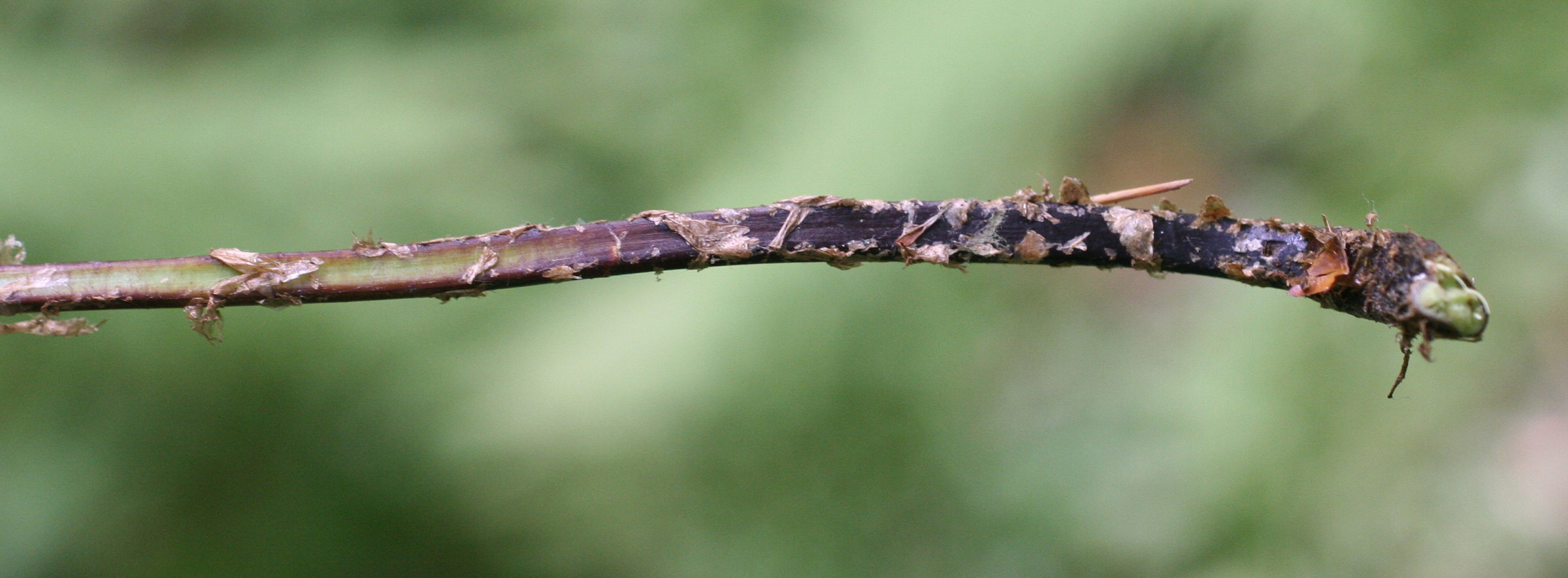 Afficher le média dryopteris_carthusiana2md dryopteris_carthusiana2md