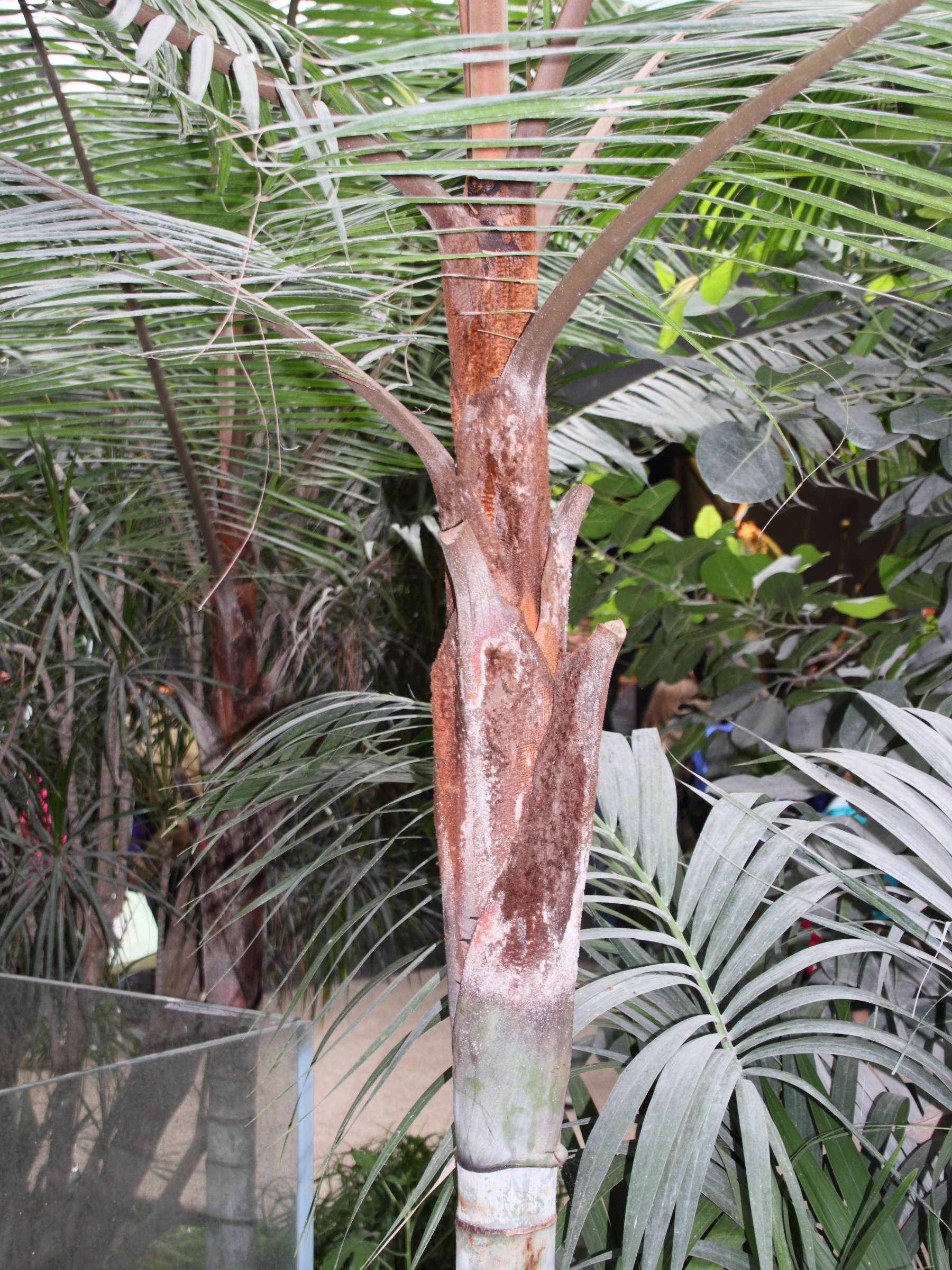 dypsis_lastelliana2md
