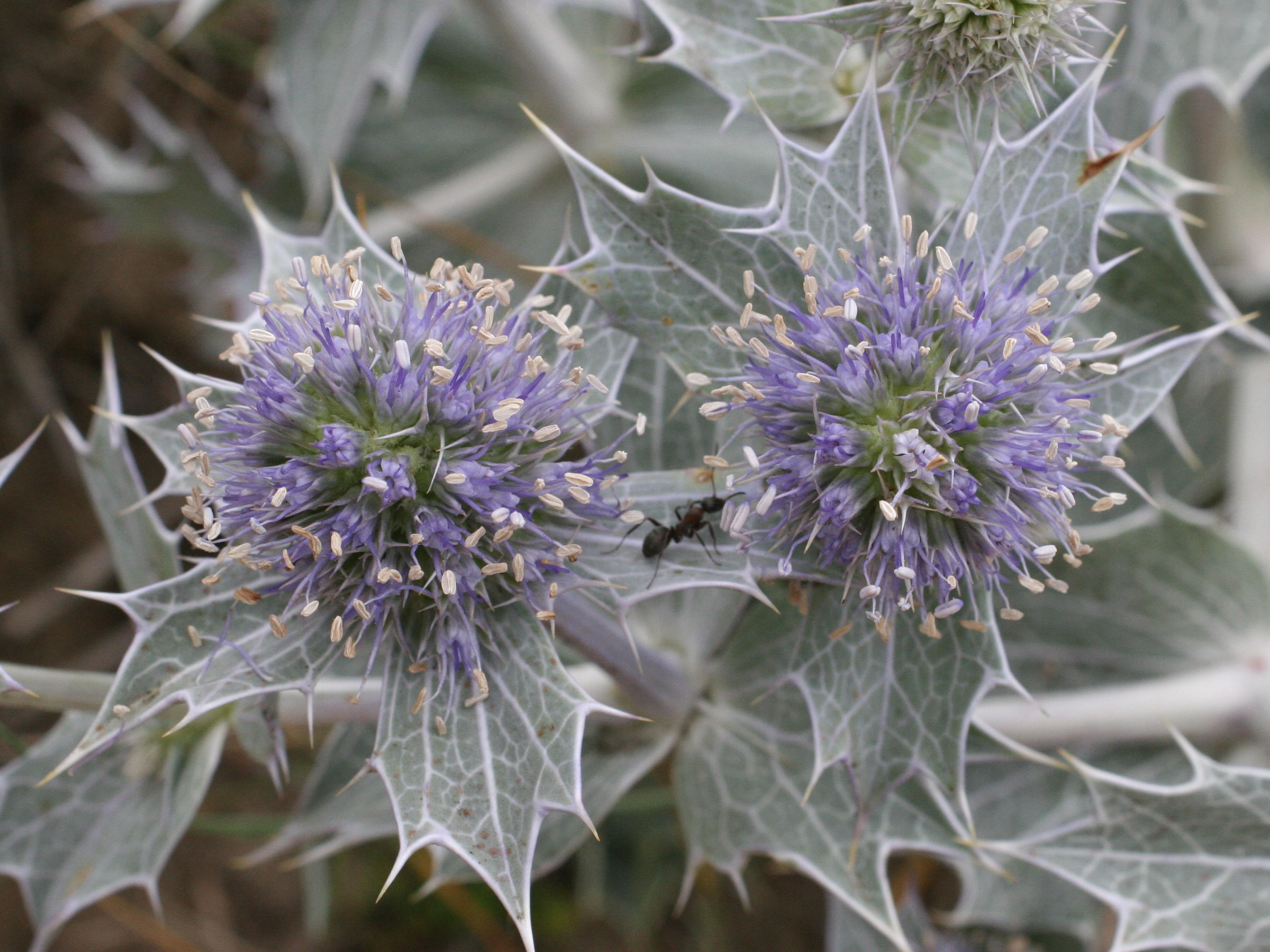 eryngium_maritimum2md