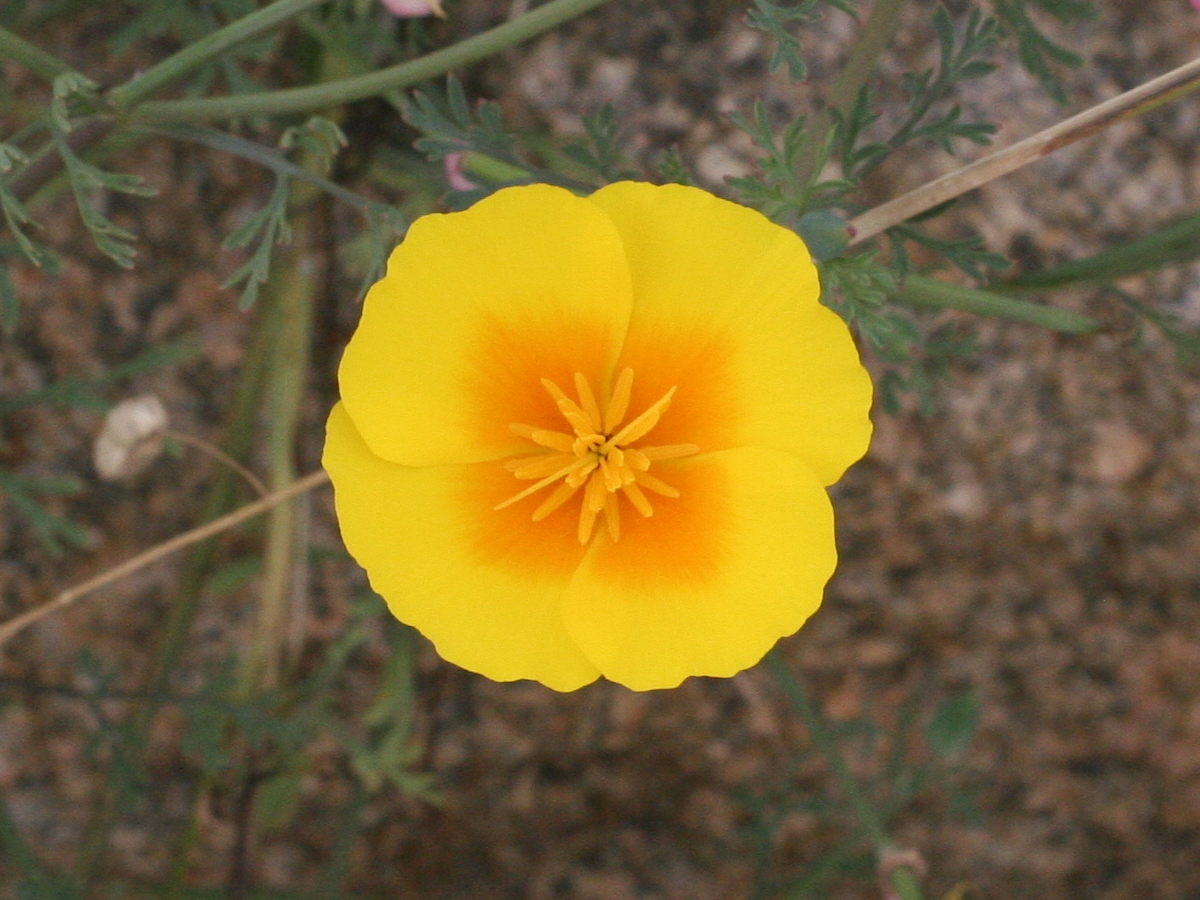 eschscholtzia_californica3md