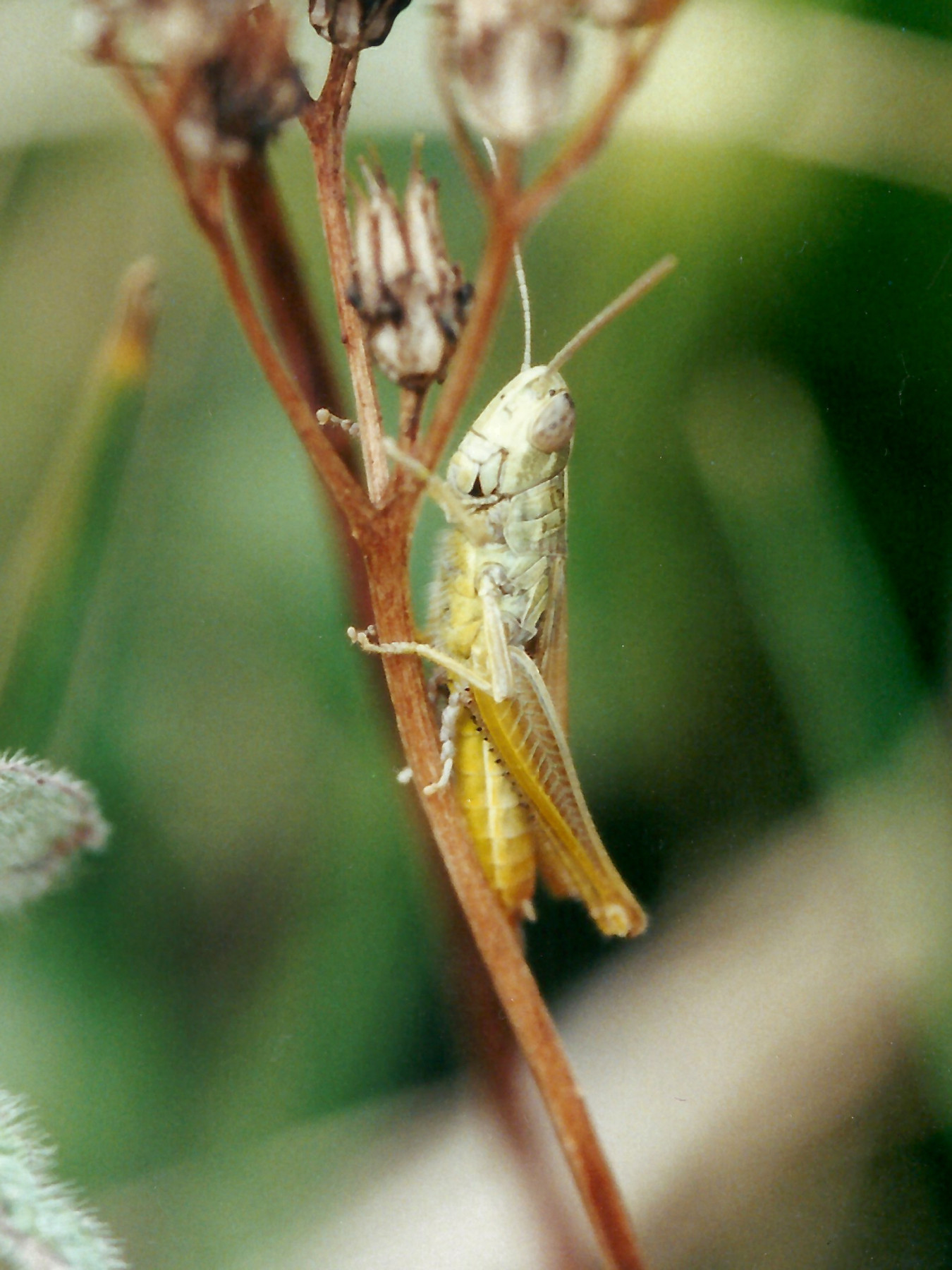 Euchorhippus_pulvinatus