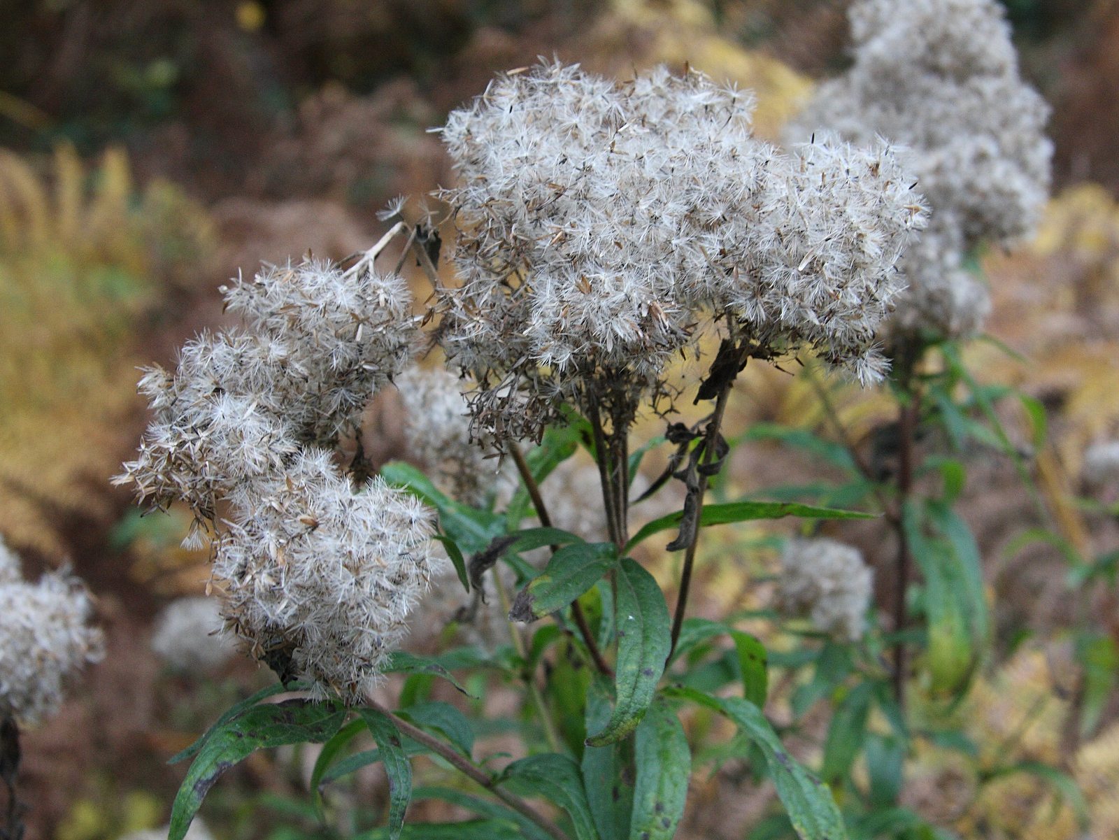 Afficher le média eupatorium_cannabinum4md eupatorium_cannabinum4md
