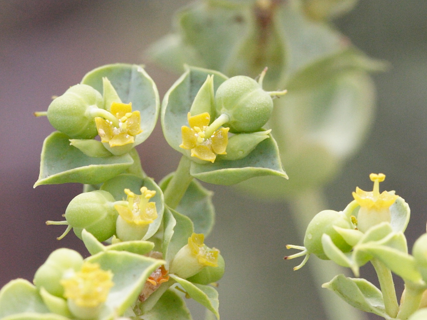 euphorbia_dendroides4md