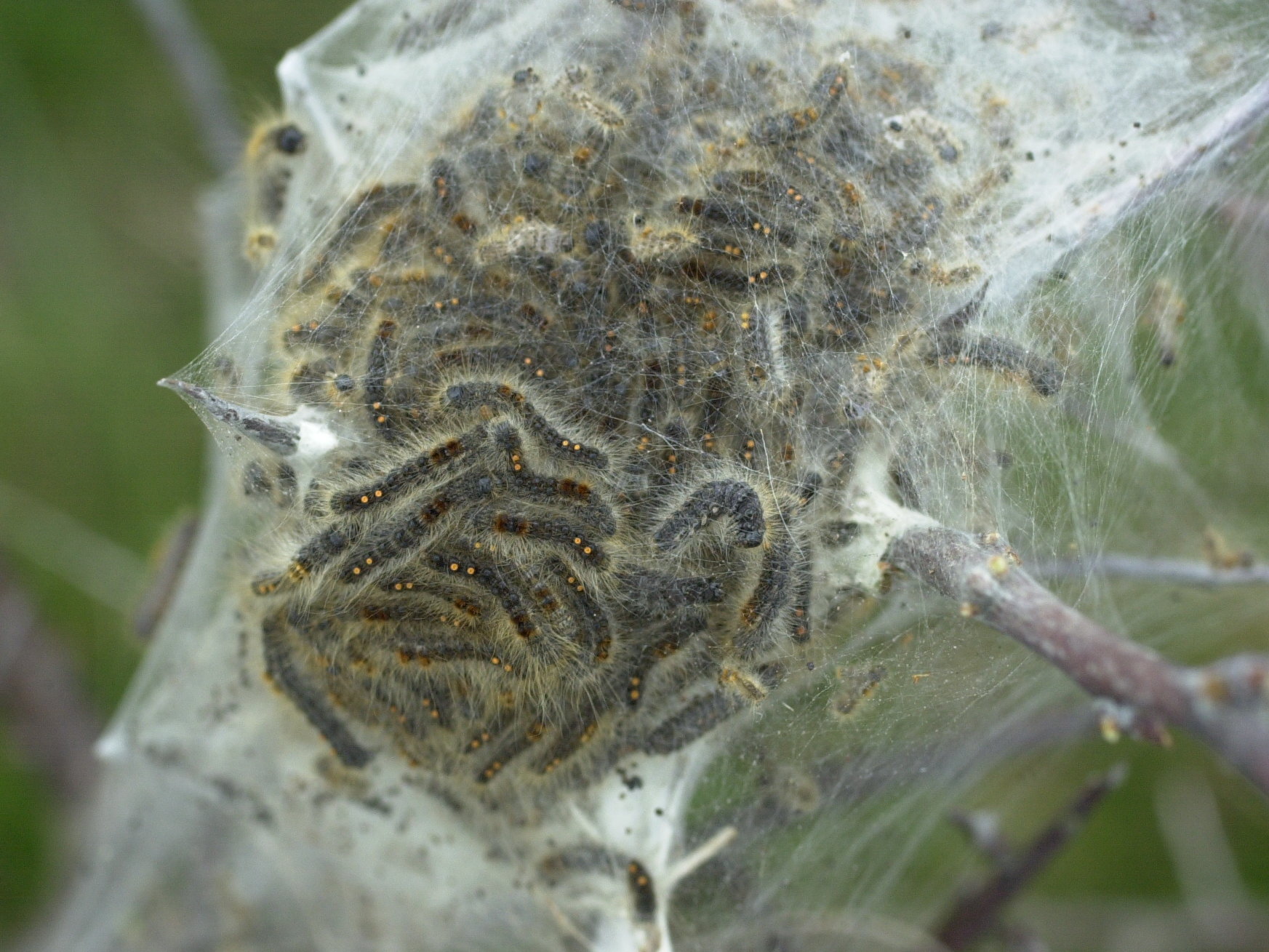 euproctis_chrysorrhea_ch1md