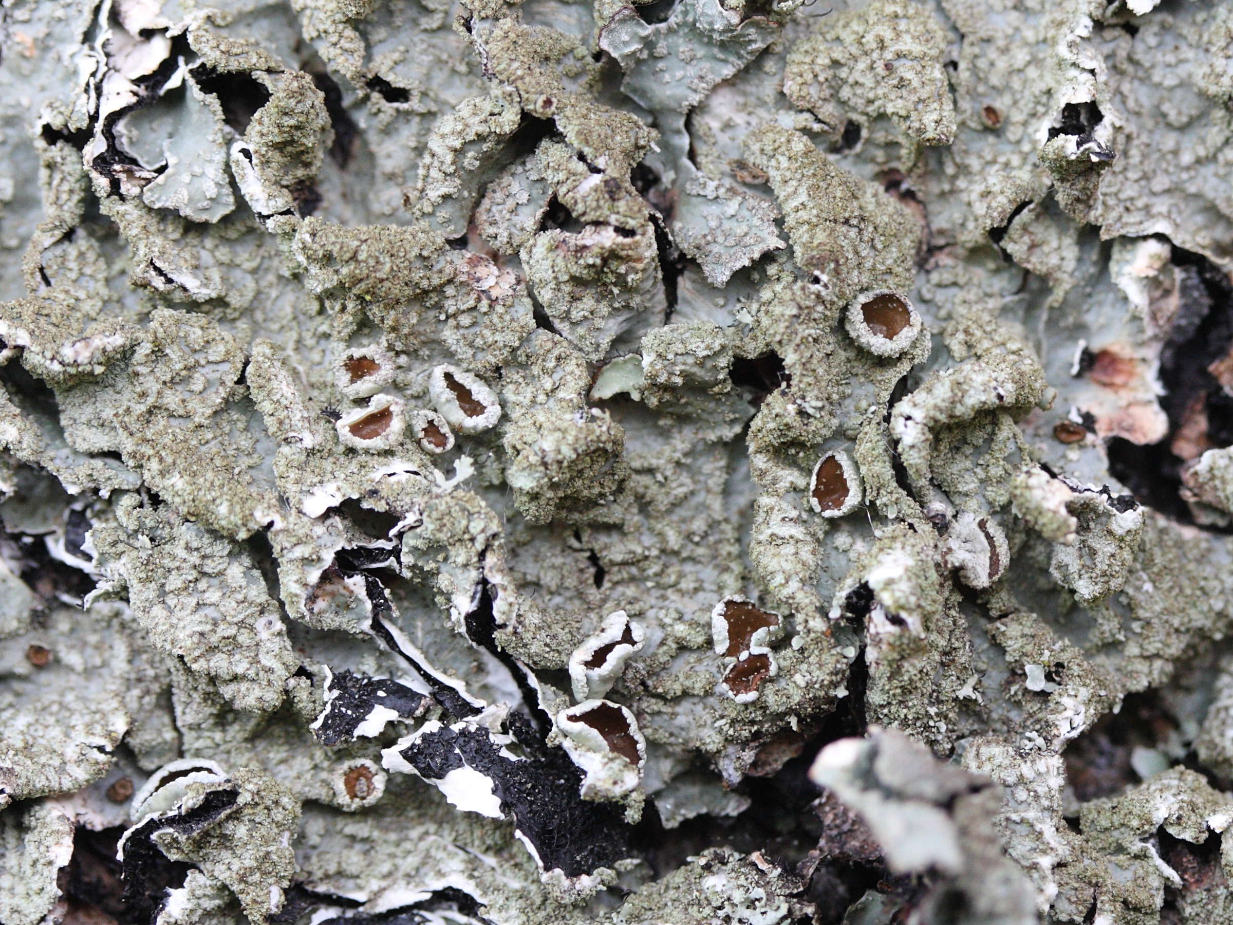 Flavoparmelia_caperata