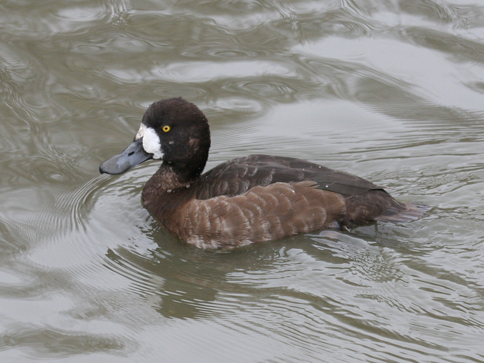 fuligule_milouinan_-_aythya_marila1md