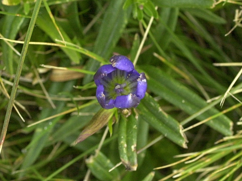 gentiana_pneumonanthe3md