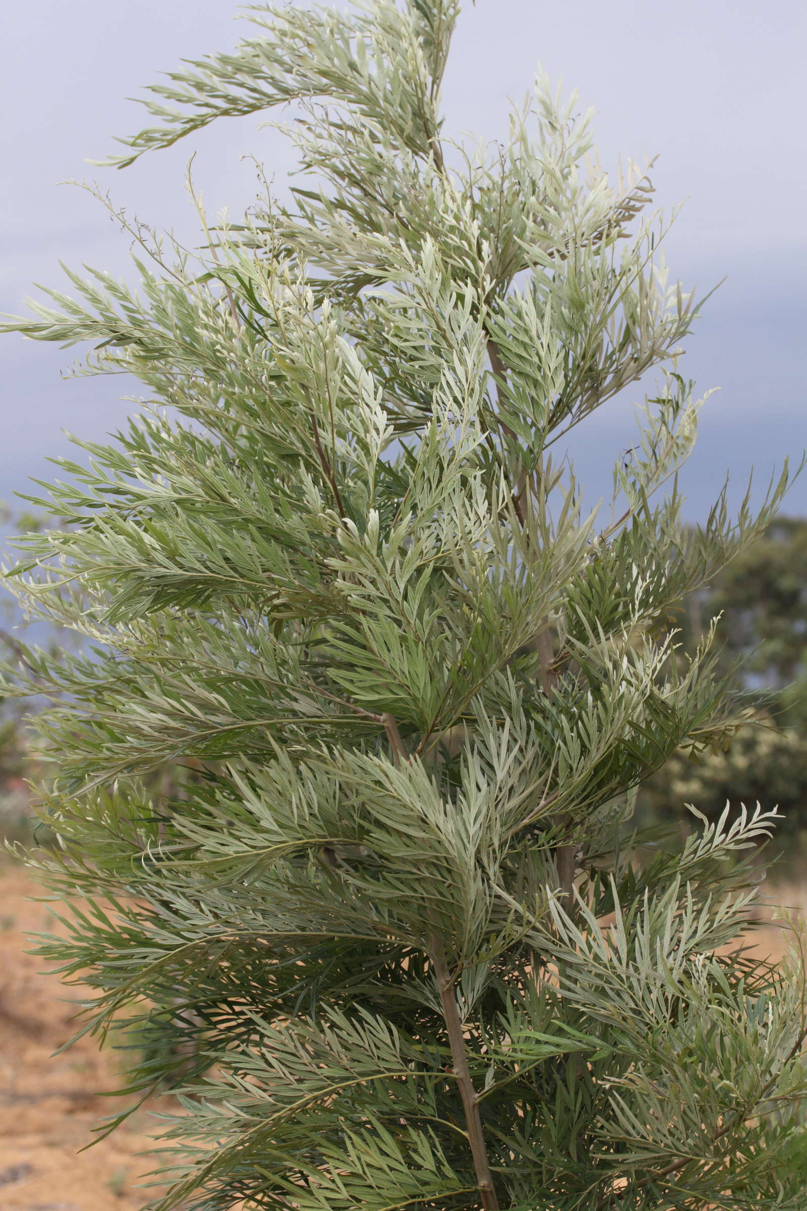 grevillea_robusta6md