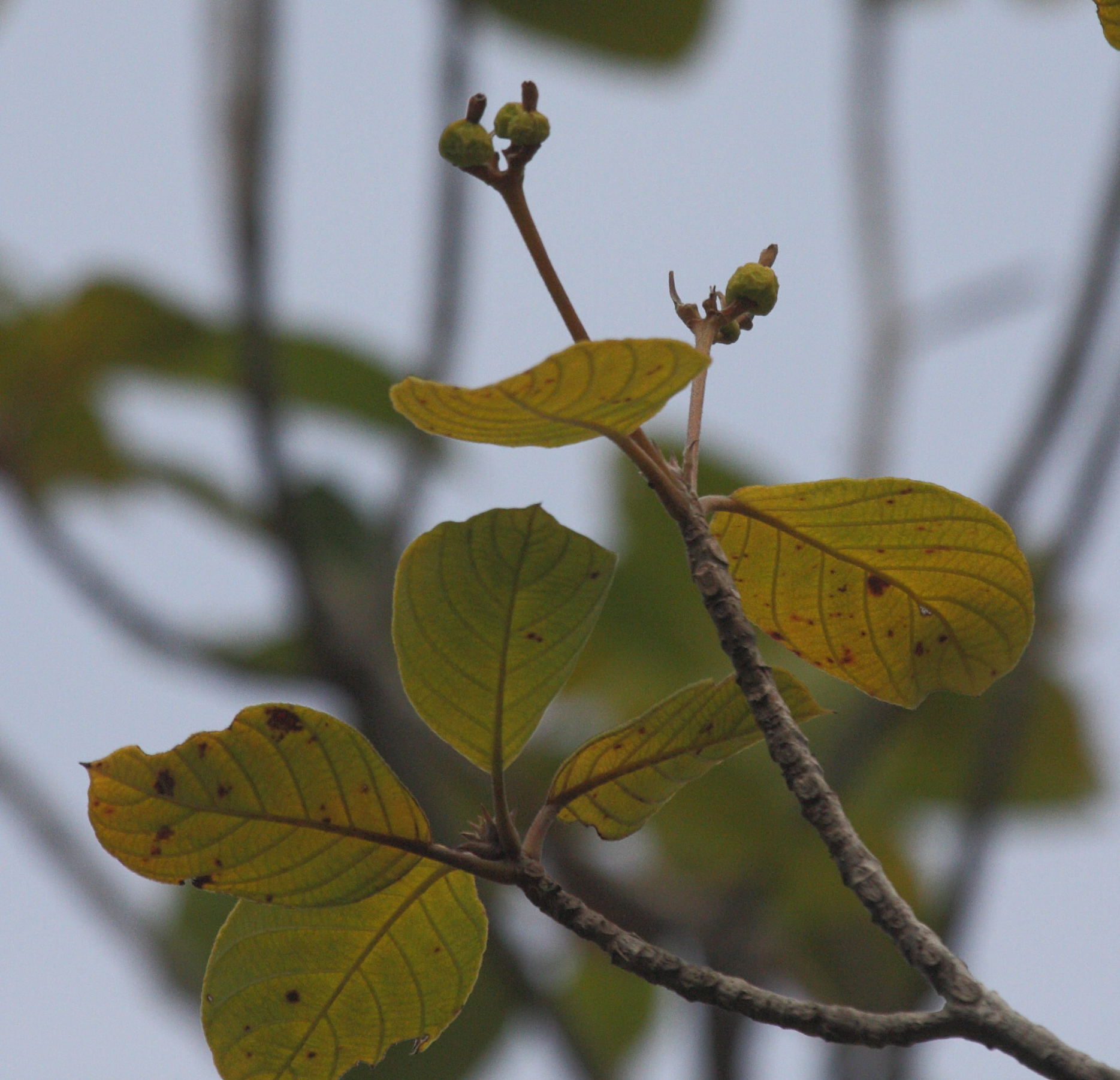 guettarda_scabra5bbd