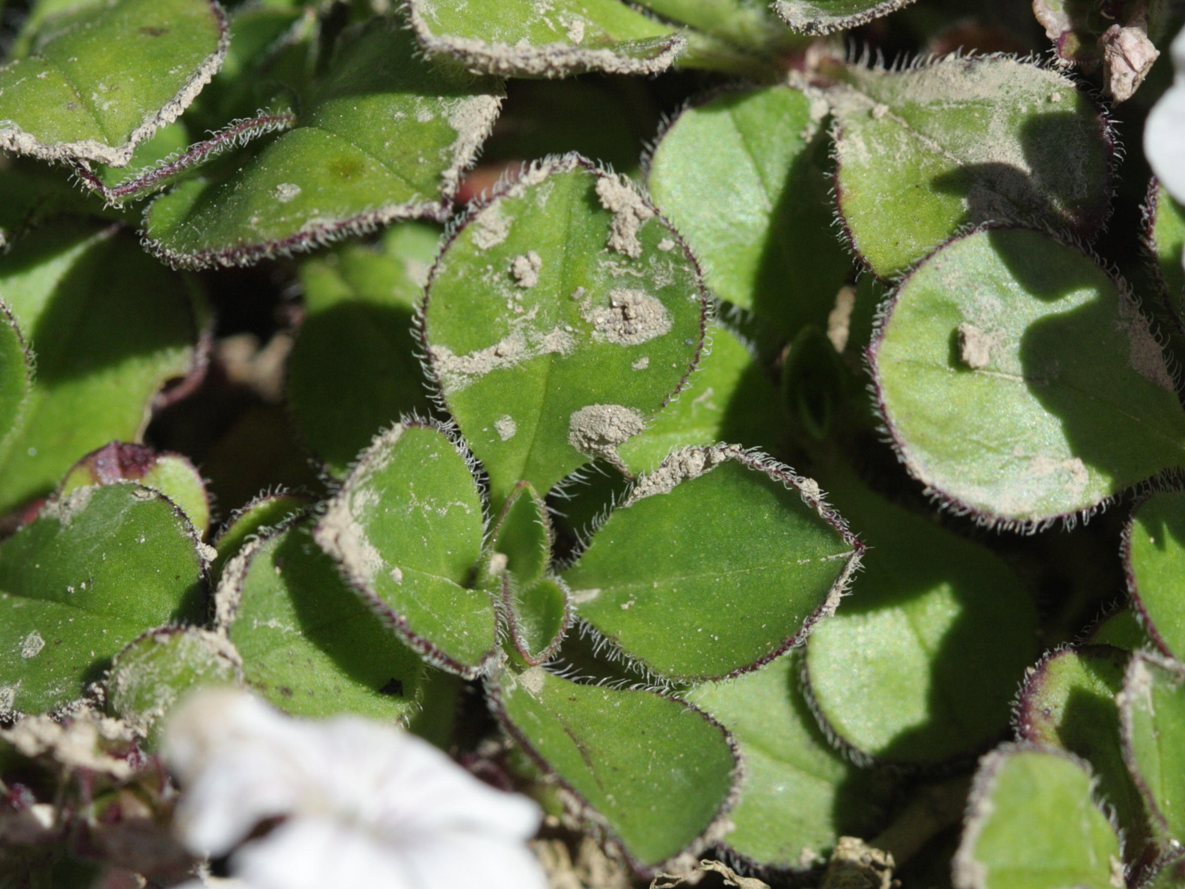 Gypsophila_cerastioides