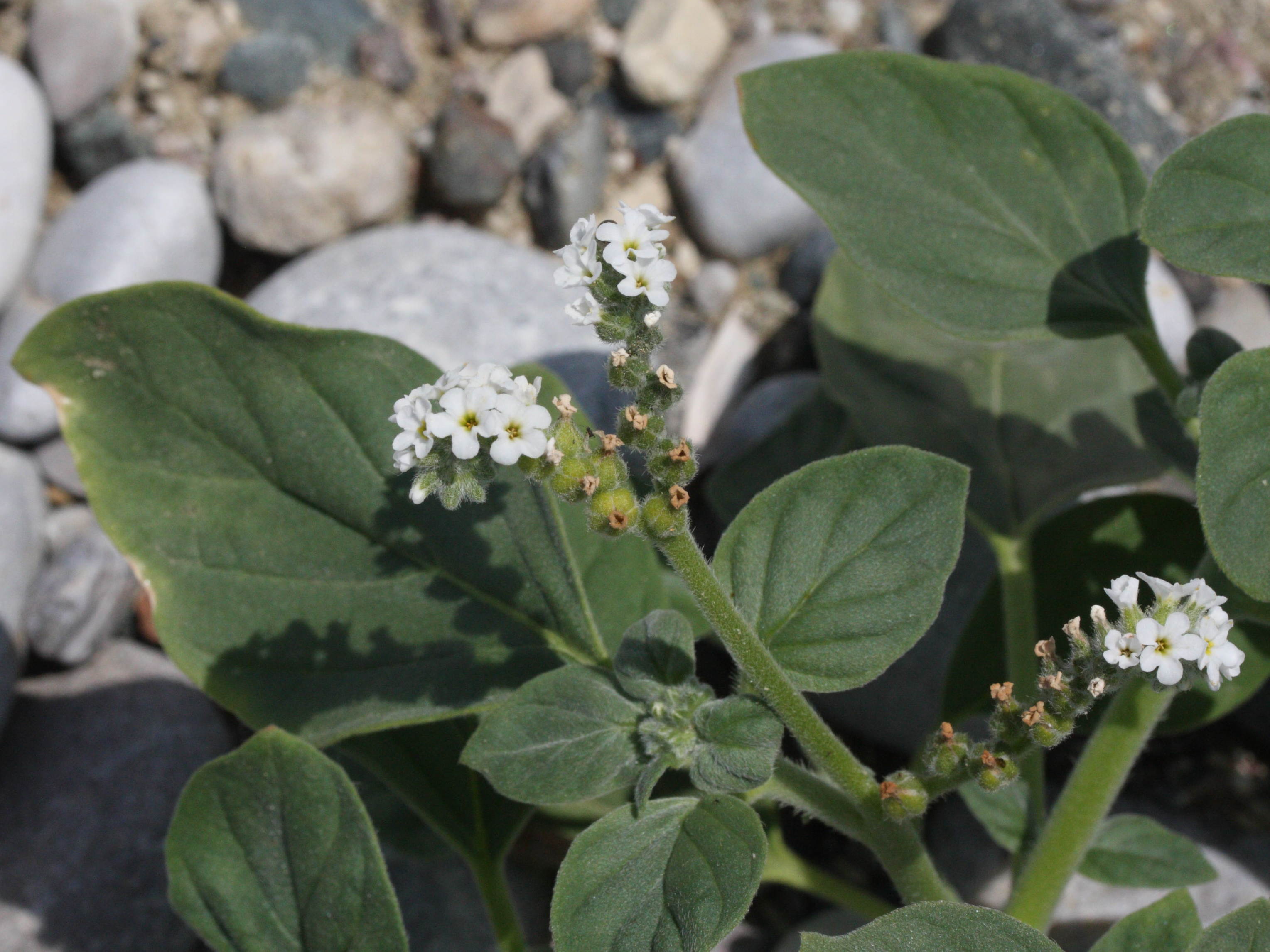 Afficher le média heliotropium_europaeum2md heliotropium_europaeum2md