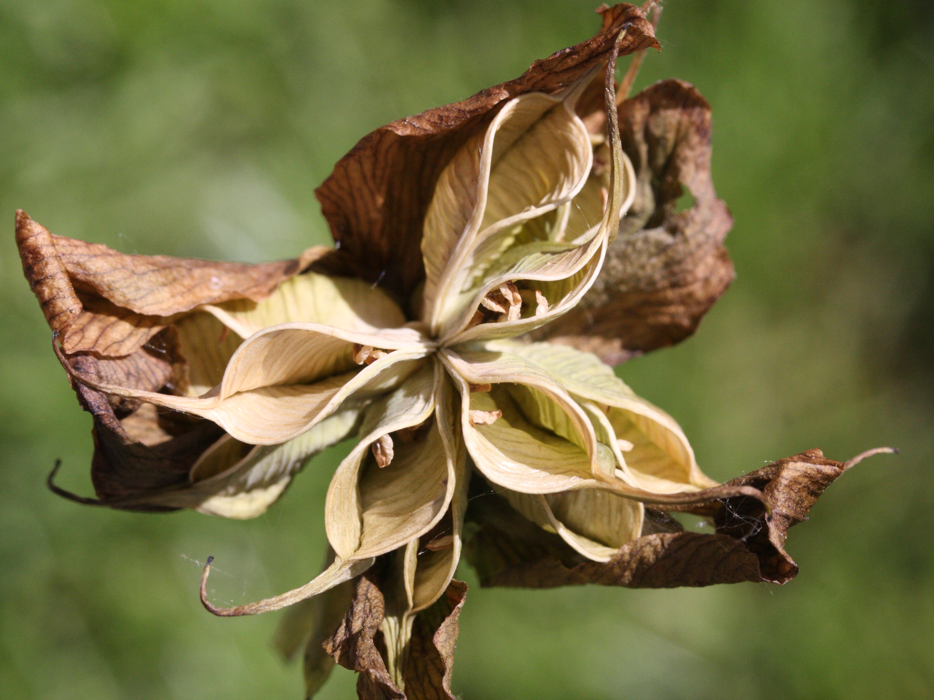 Afficher le média helleborus_niger2md helleborus_niger2md