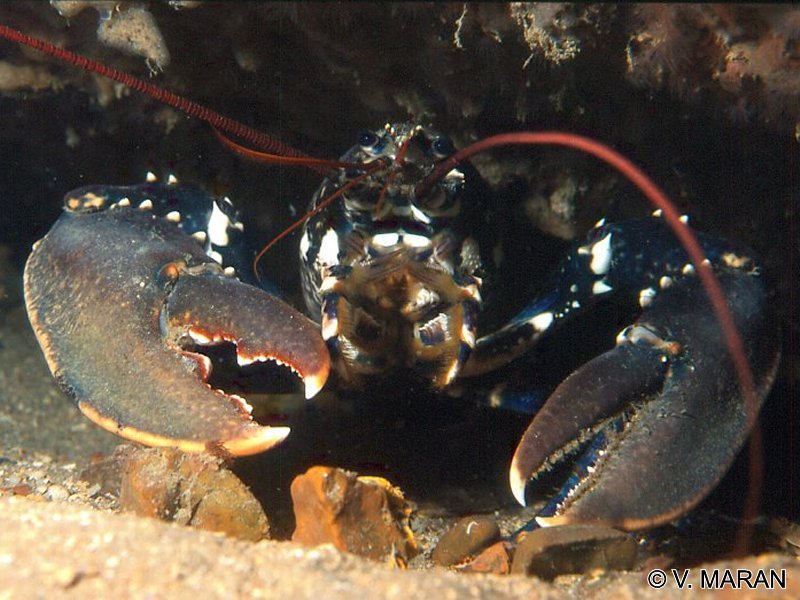 Afficher le média homarus_gammarus3vm homarus_gammarus3vm