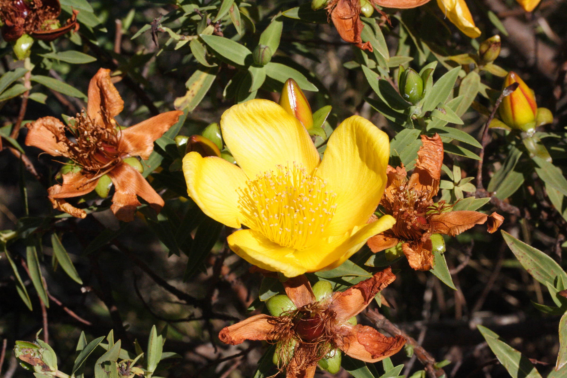 hypericum_lanceolatum6md