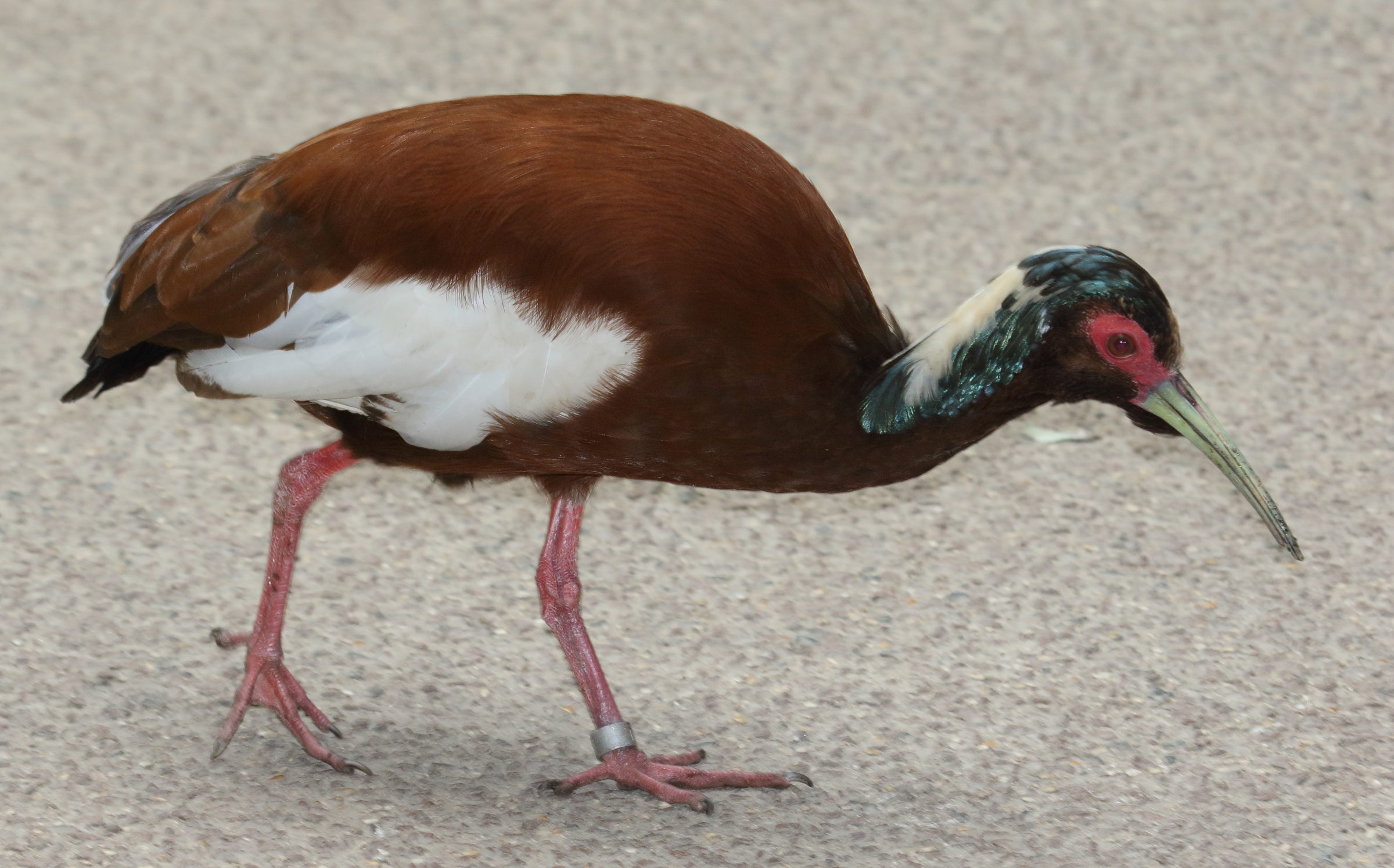 Afficher le média ibis_huppe_-_lophotibis_cristata2bd ibis_huppe_-_lophotibis_cristata2bd