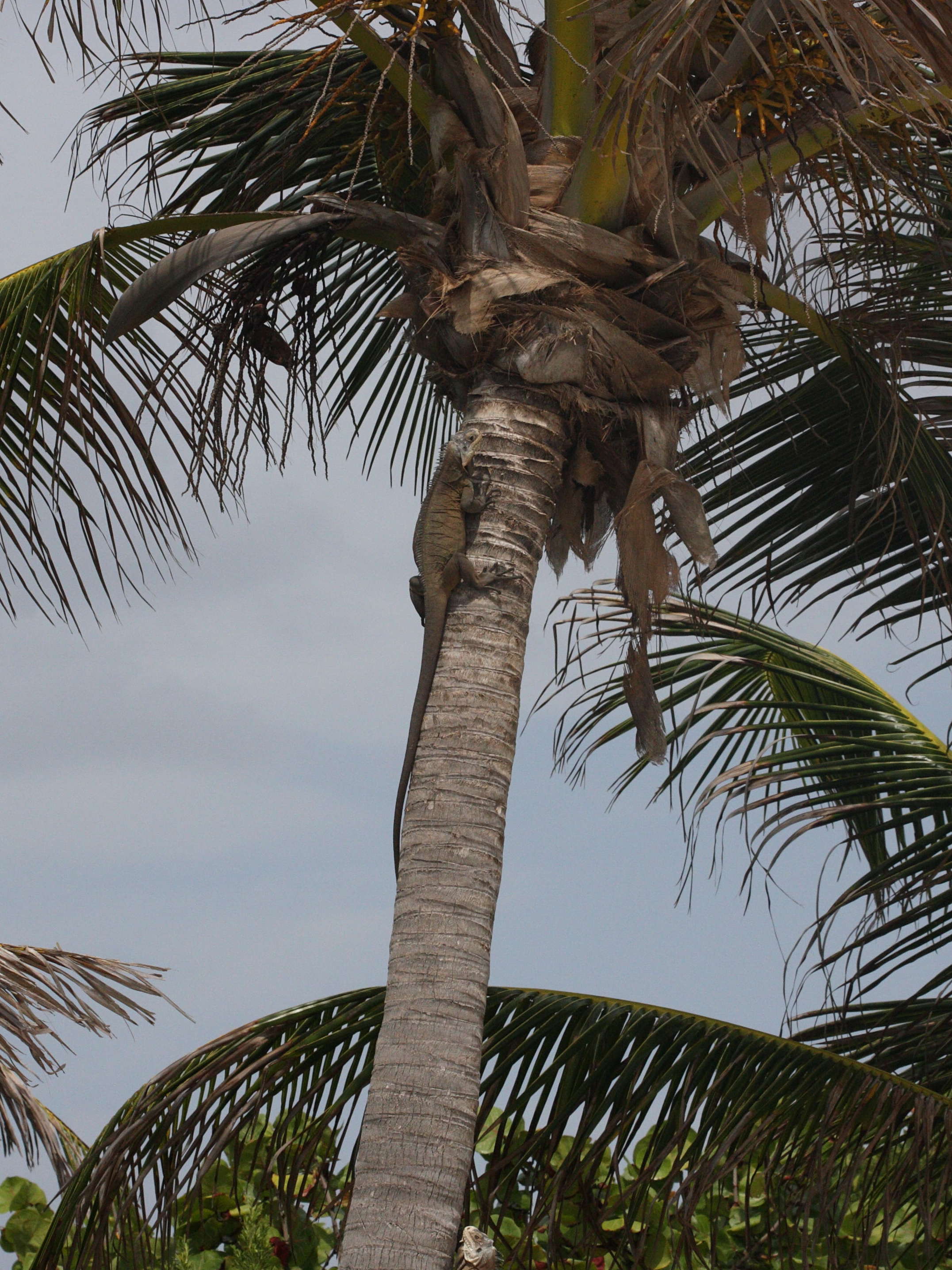 iguana_delicatissima3md