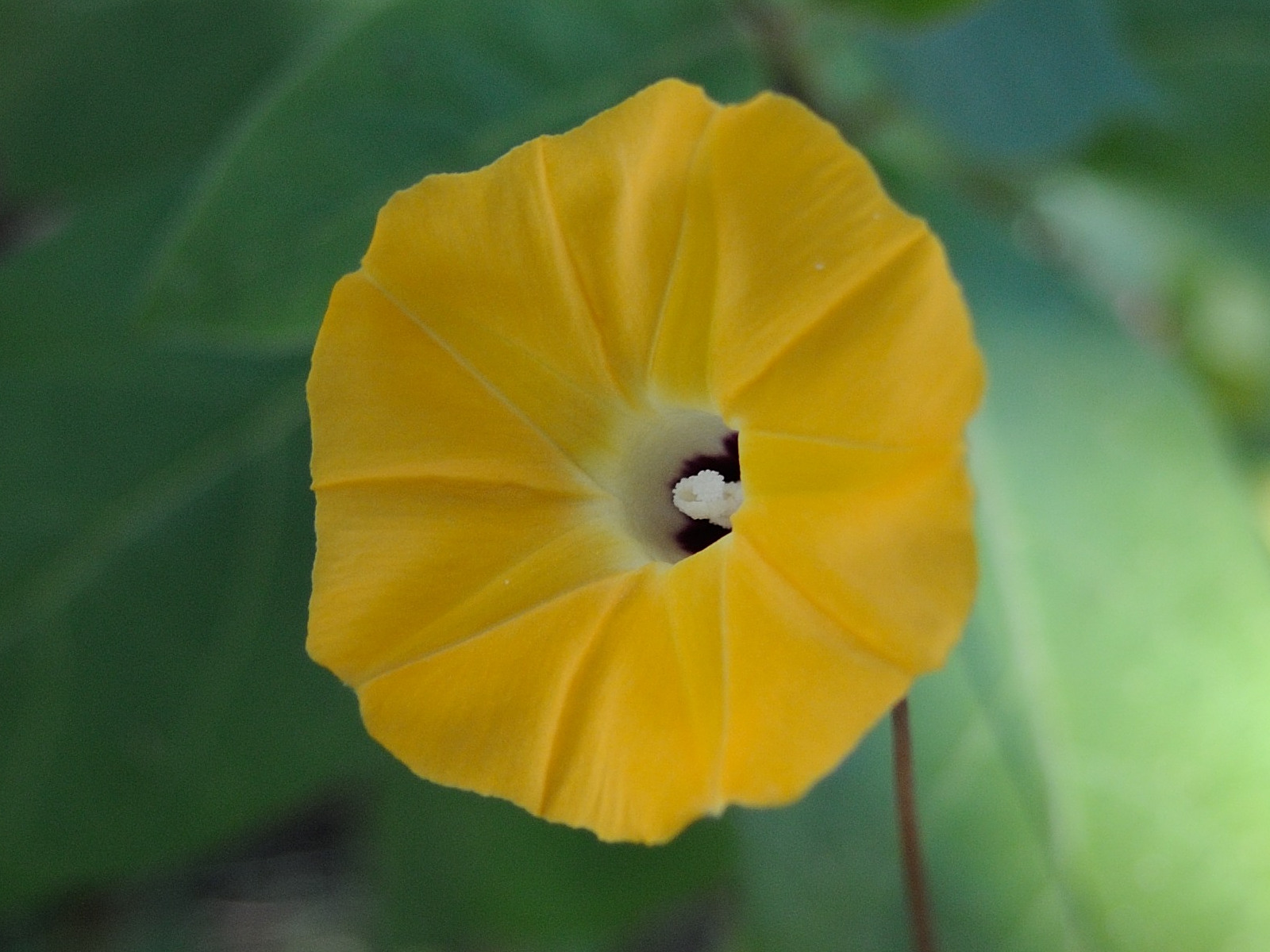 Afficher le média ipomoea_obscura5md ipomoea_obscura5md