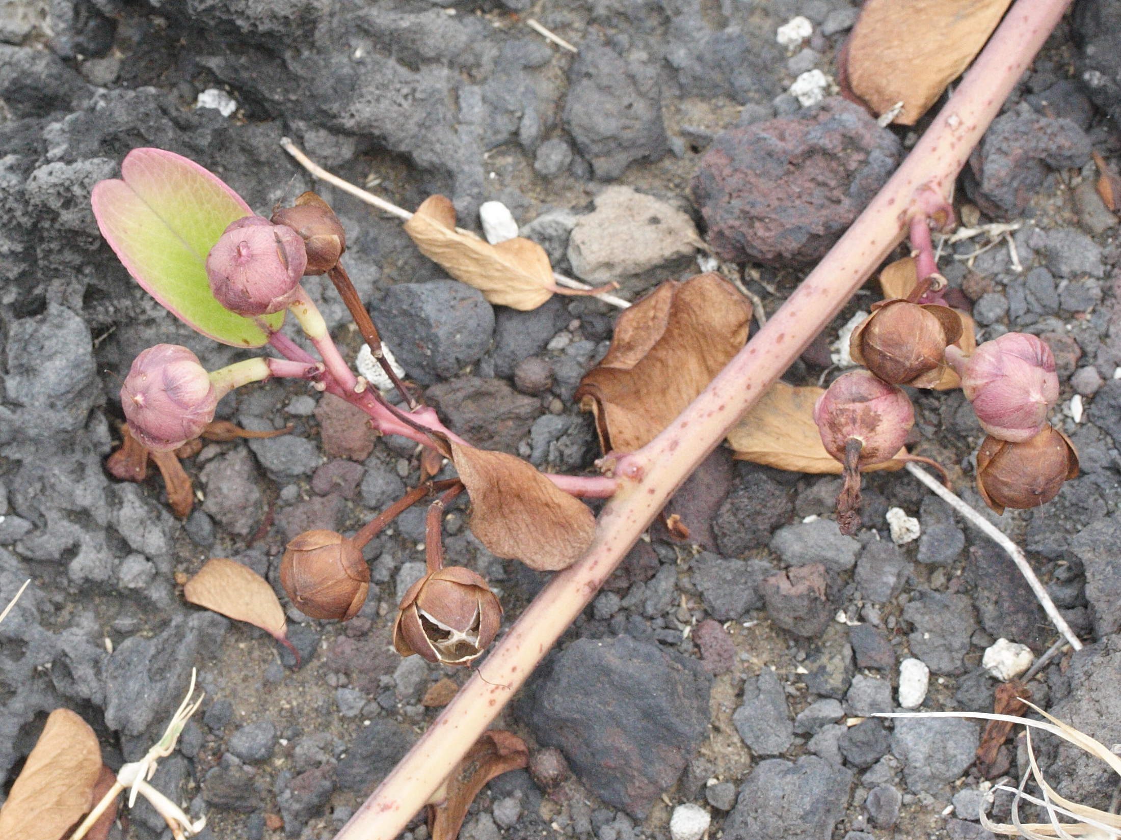 Afficher le média ipomoea_pes-caprae6md ipomoea_pes-caprae6md