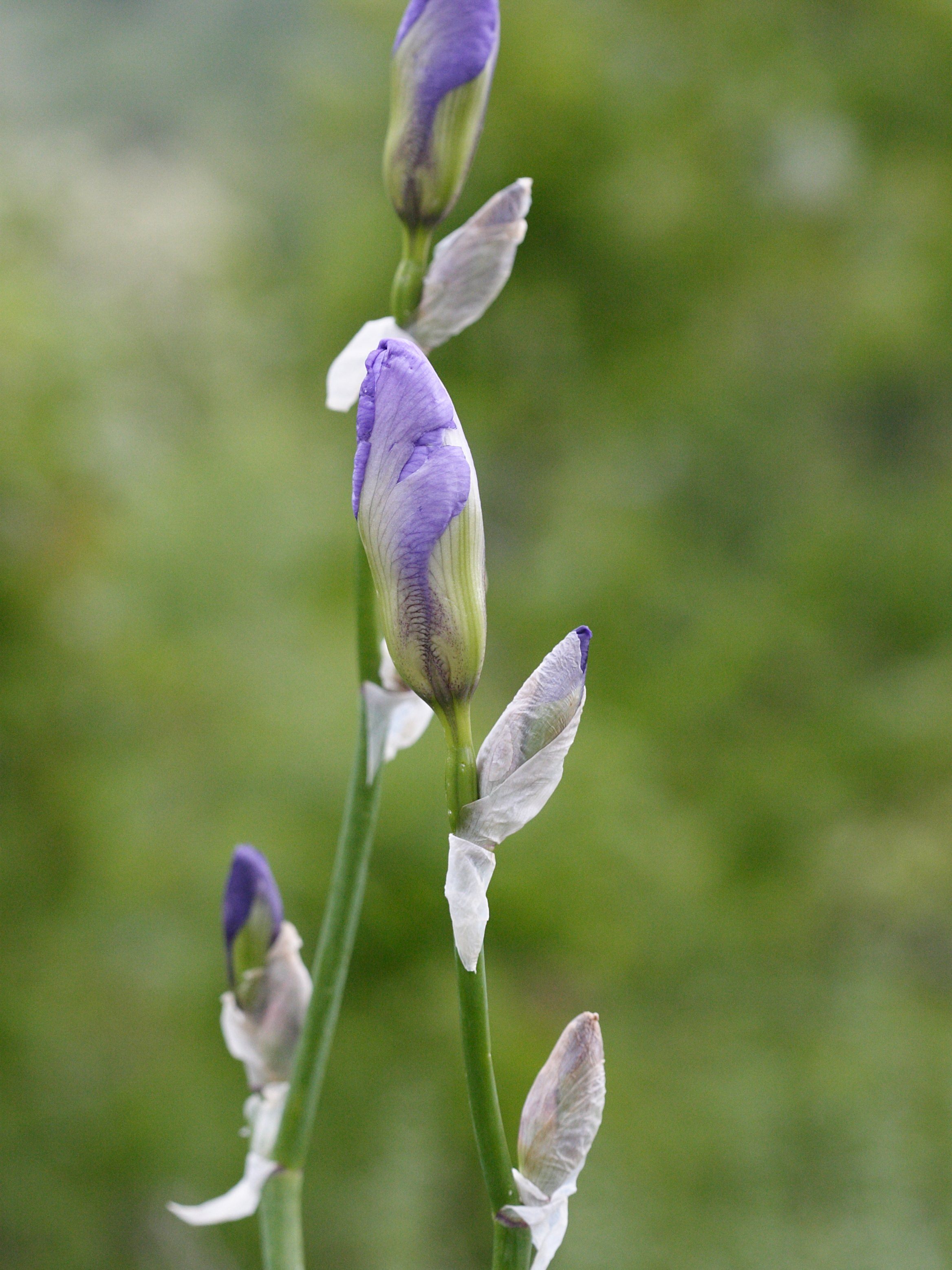 Afficher le média iris_pallida4md iris_pallida4md