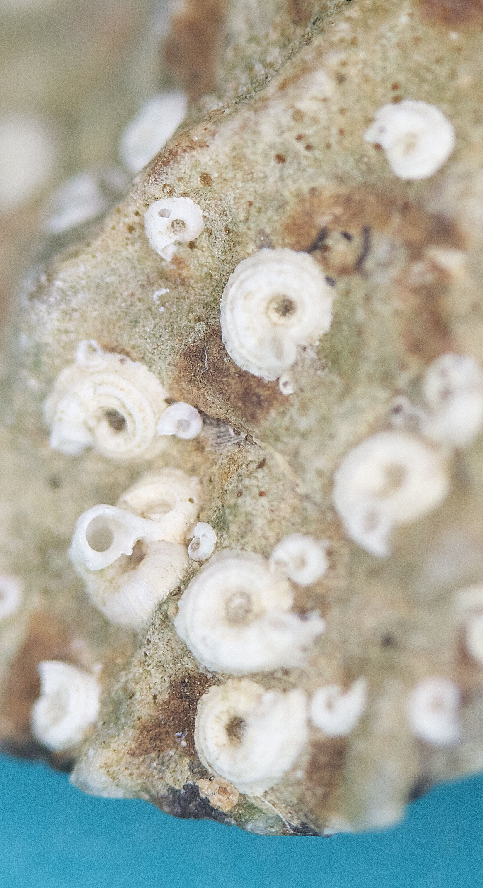 janua_pagenstecheri1md