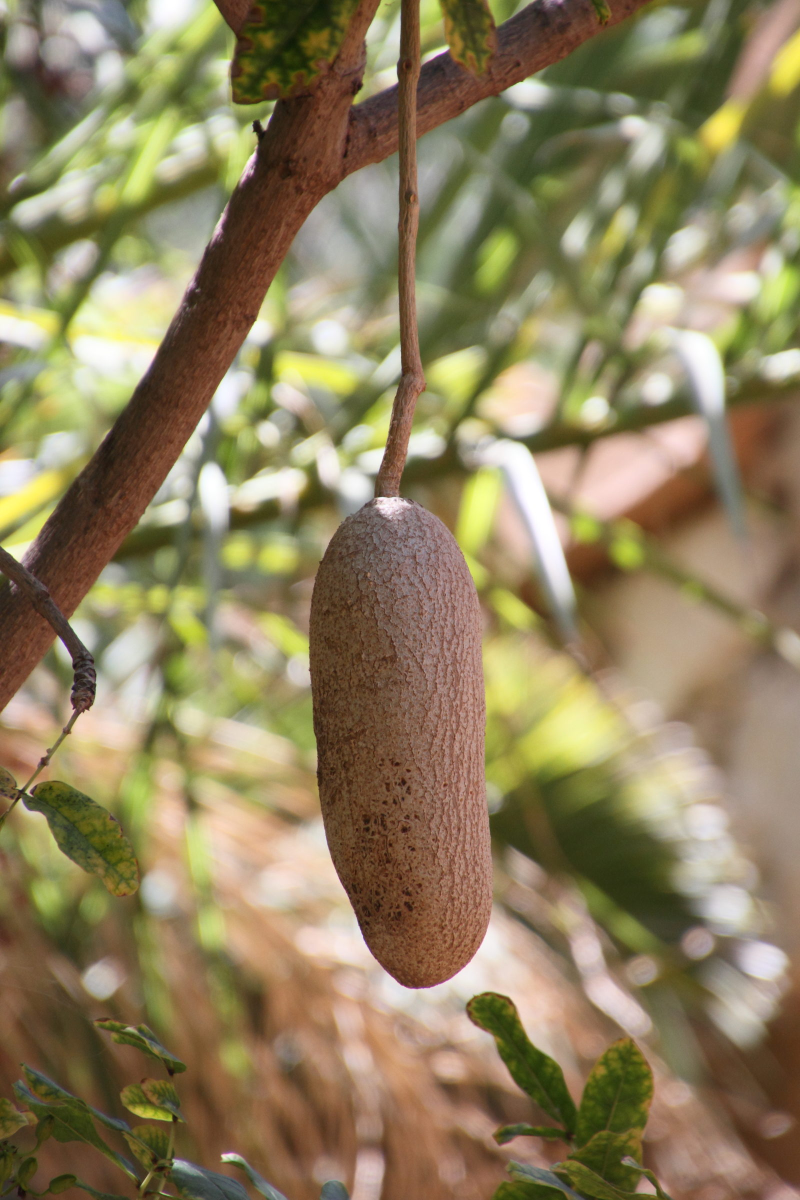 Afficher le média kigelia_africana7amd kigelia_africana7amd