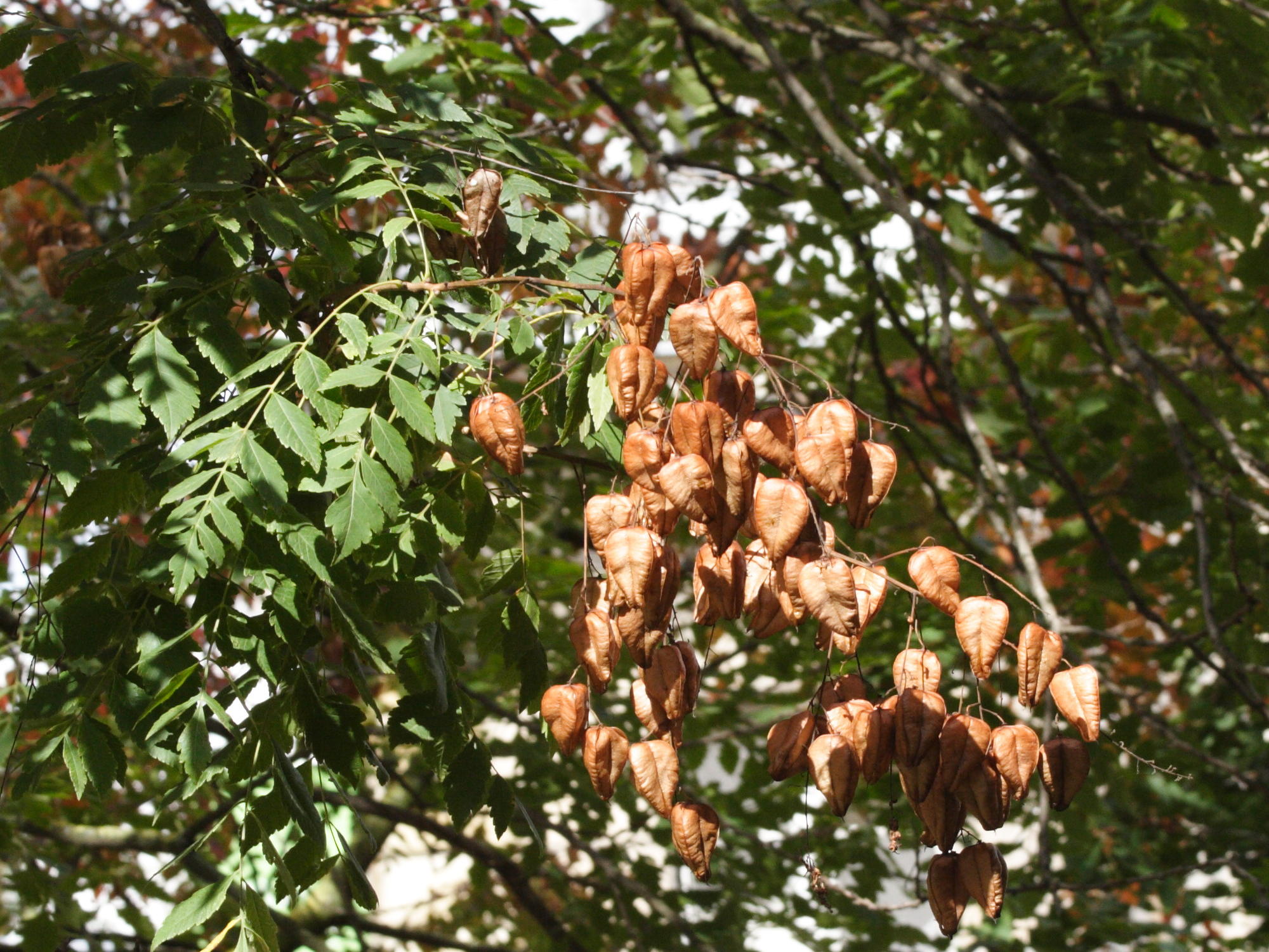 koelreuteria_paniculata6md