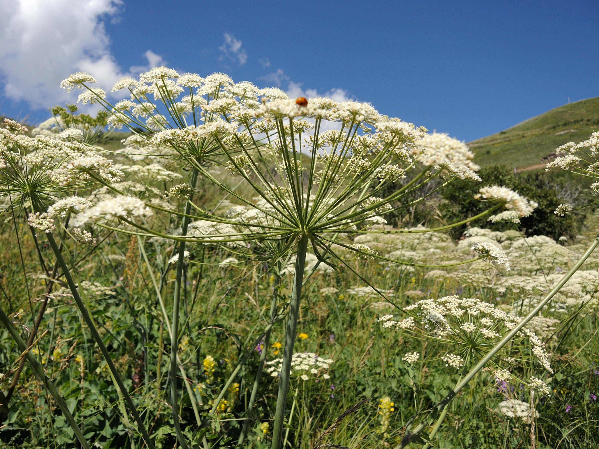 Afficher le média laserpitium_latifolium5md laserpitium_latifolium5md