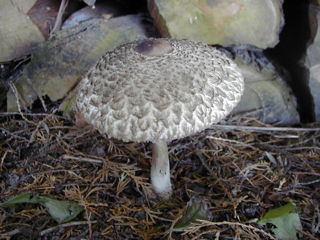 lepiota_procera4bd