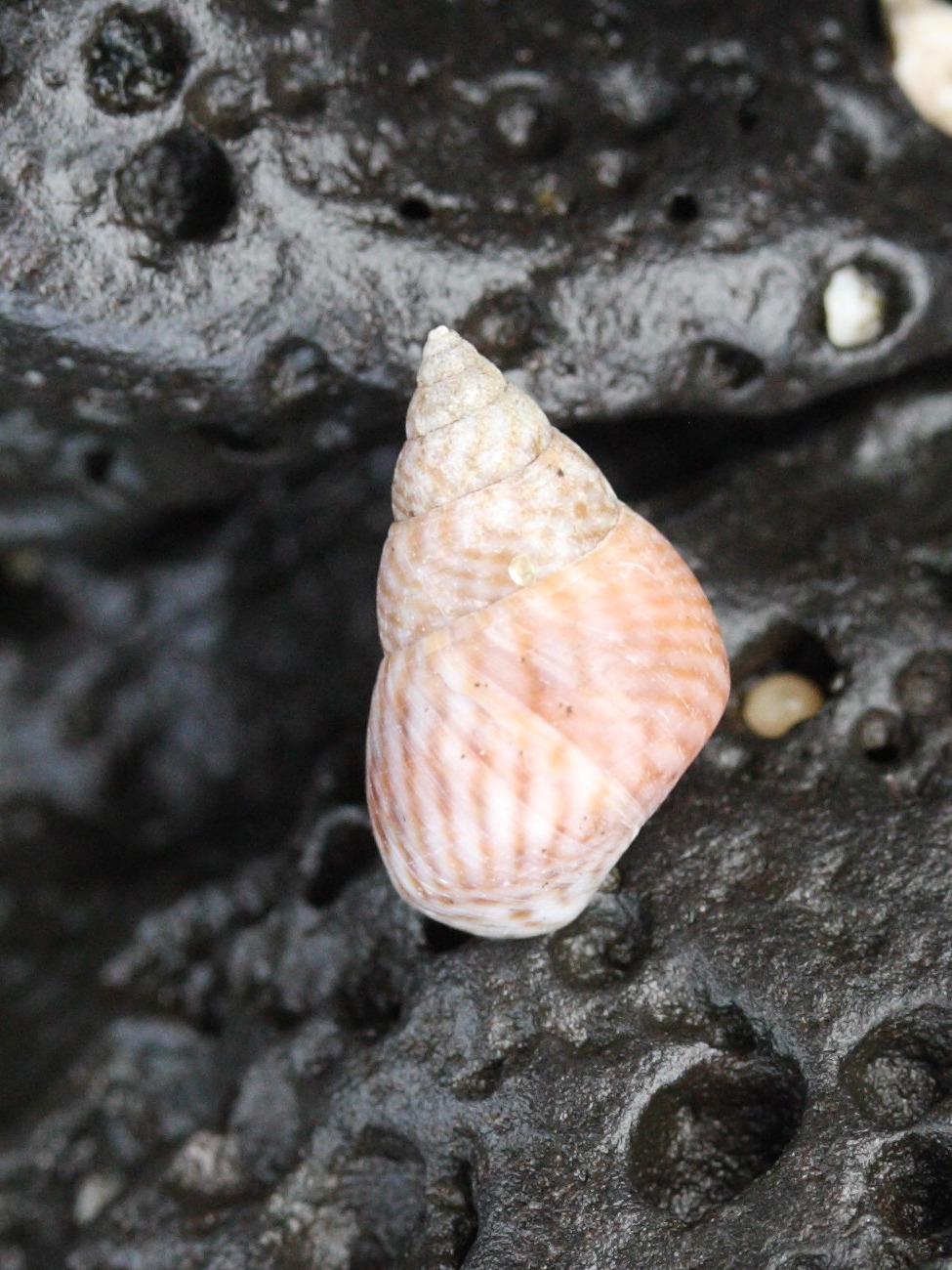 littoraria_kraussi1md