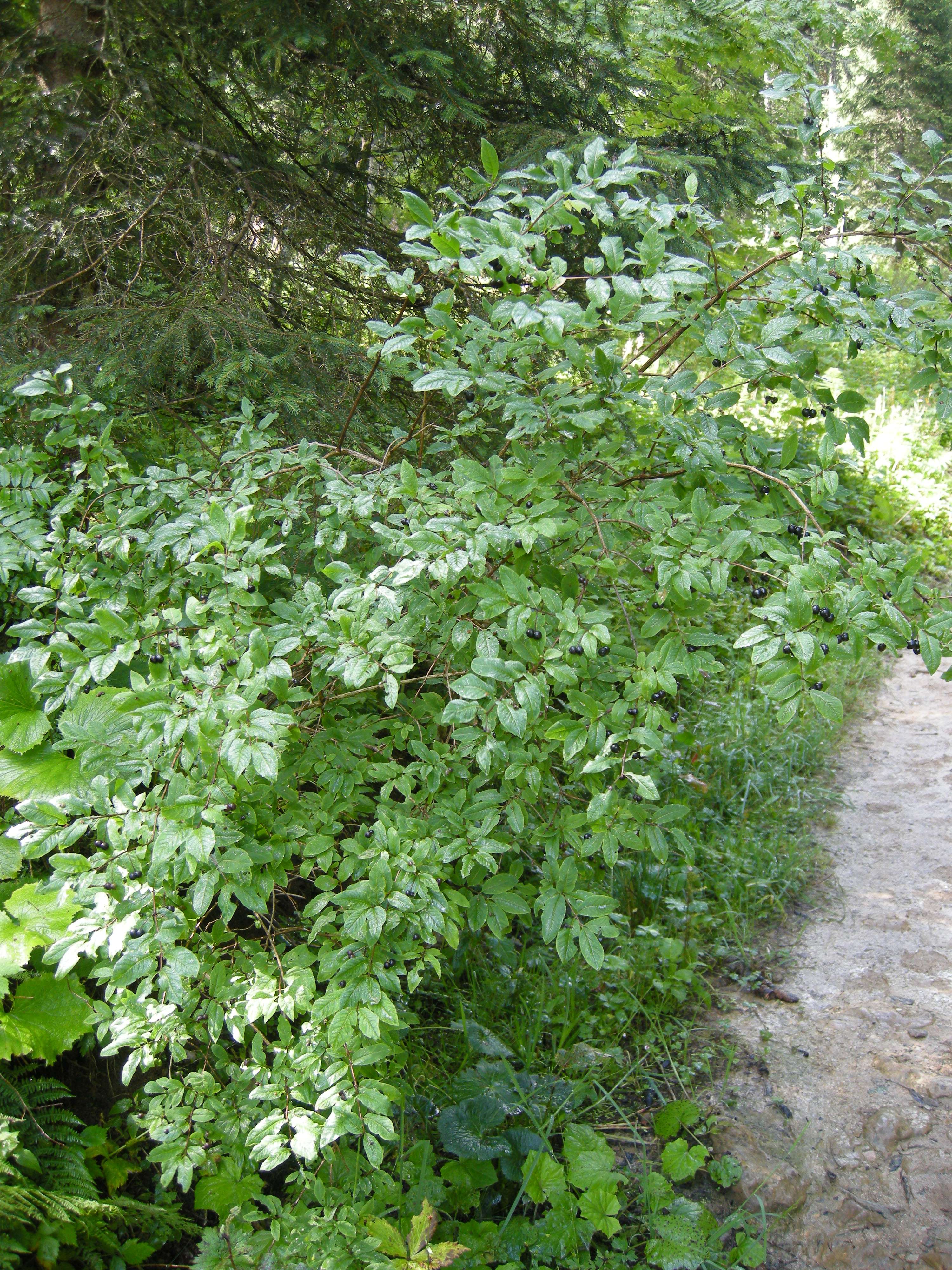 lonicera_xylosteum6md