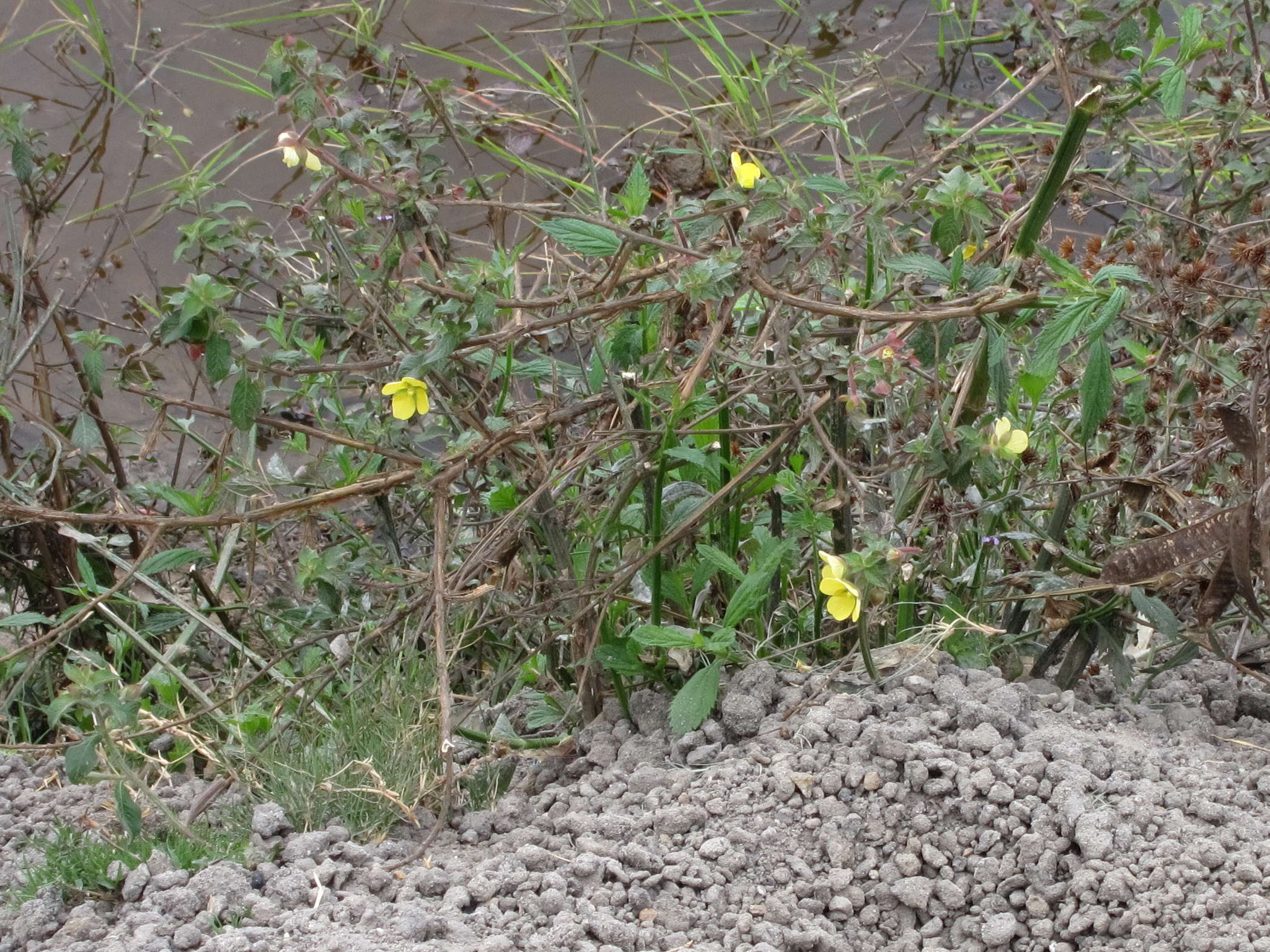 ludwigia_jussiaeoides1bd