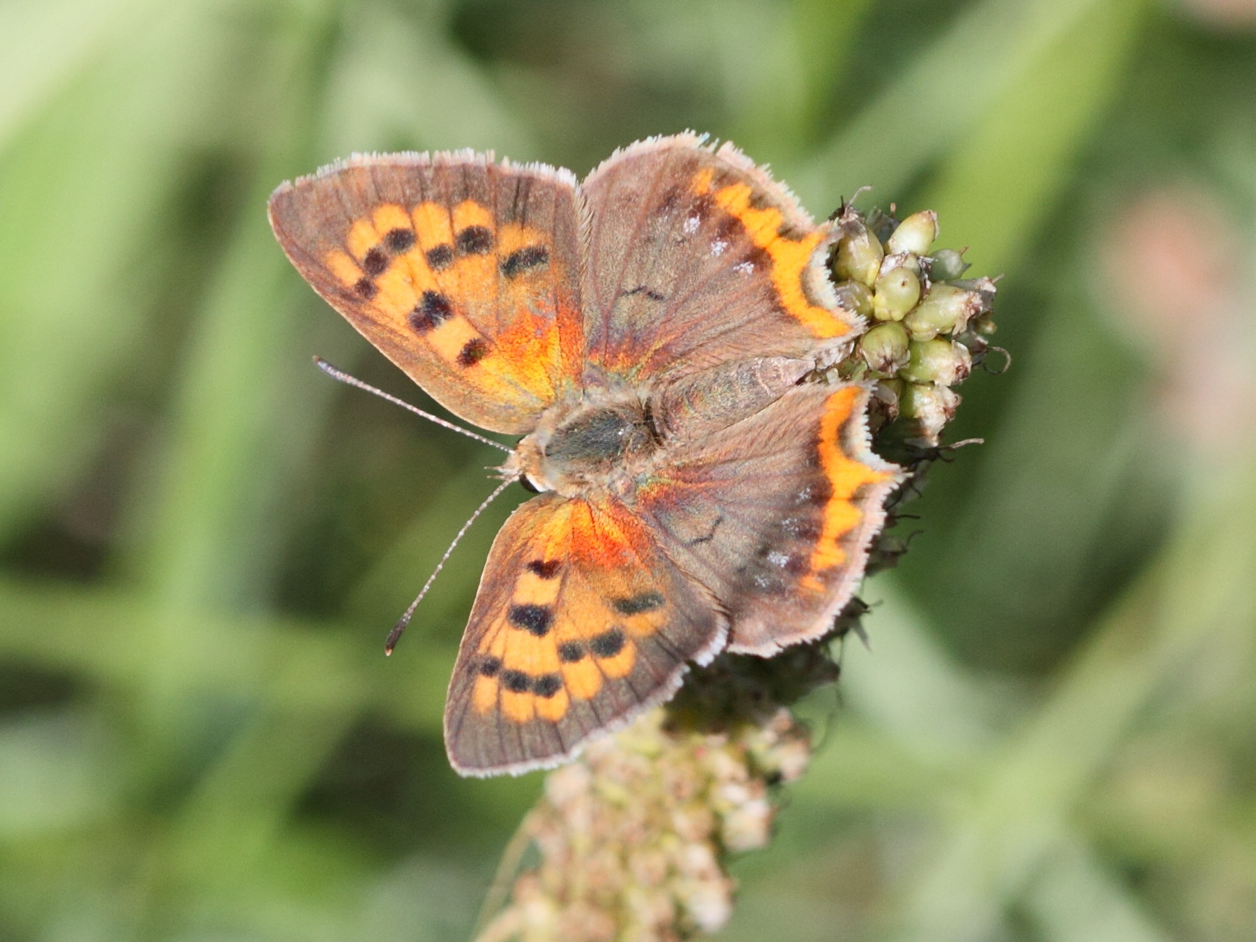 lycaena_virgaureae4bd