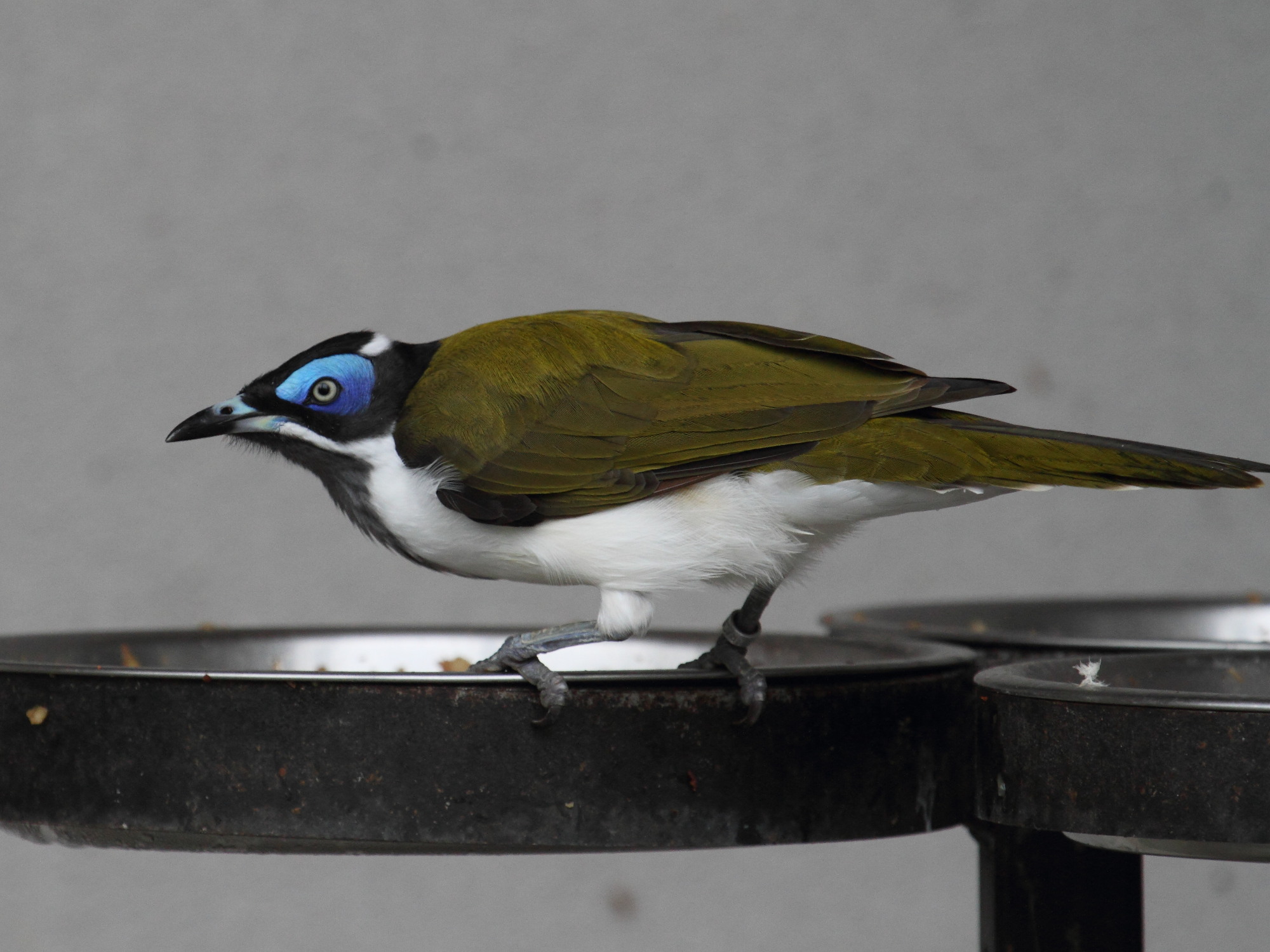 meliphage_a_oreillons_bleus_-_entomyzon_cyanotis2bd