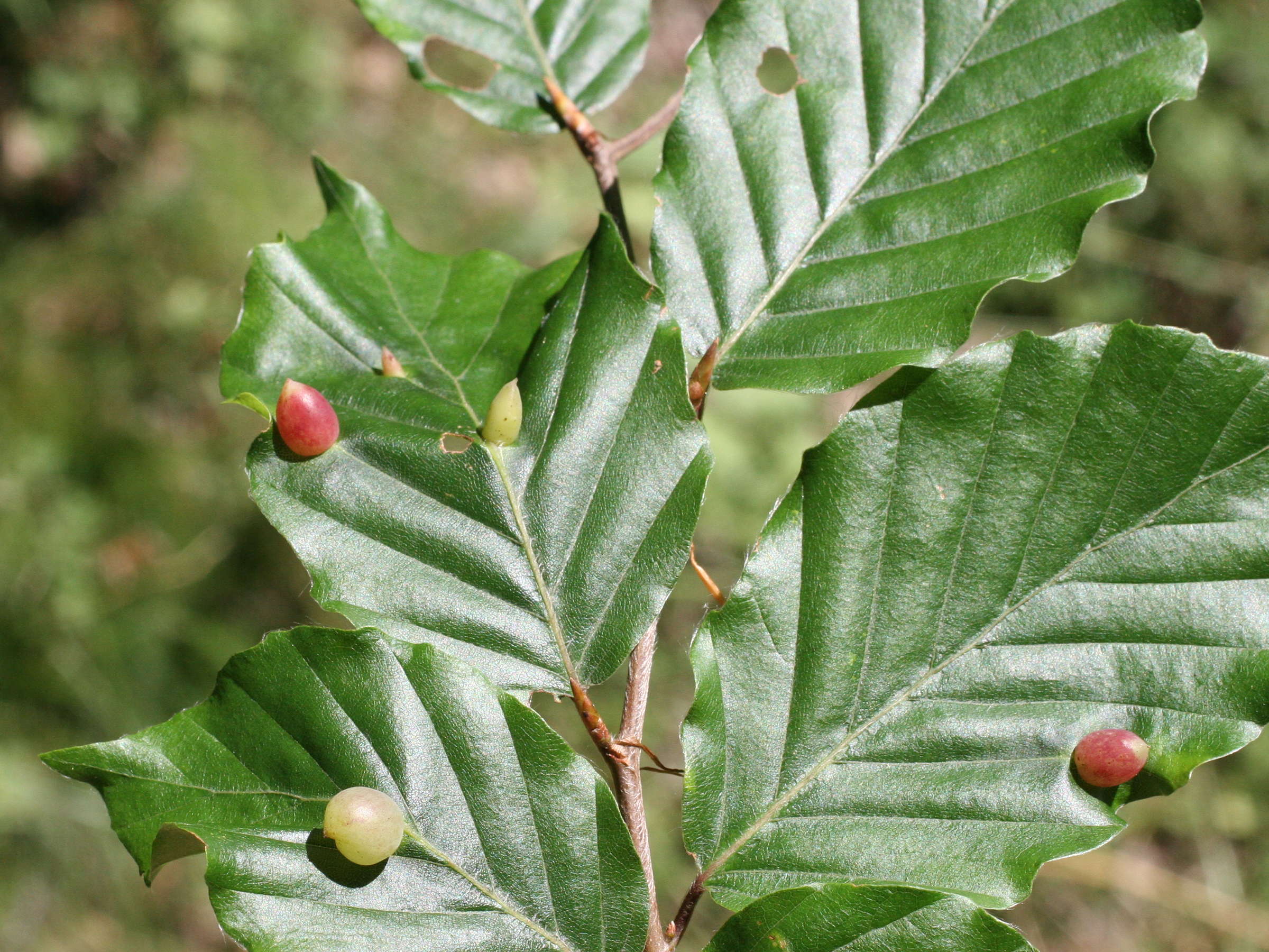 mikiola_fagi_galle1md