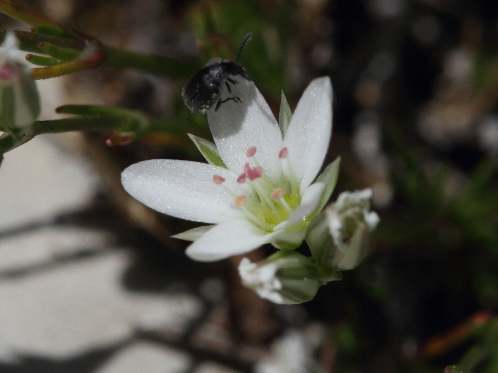 Afficher le média minuartia_rostrata2md minuartia_rostrata2md